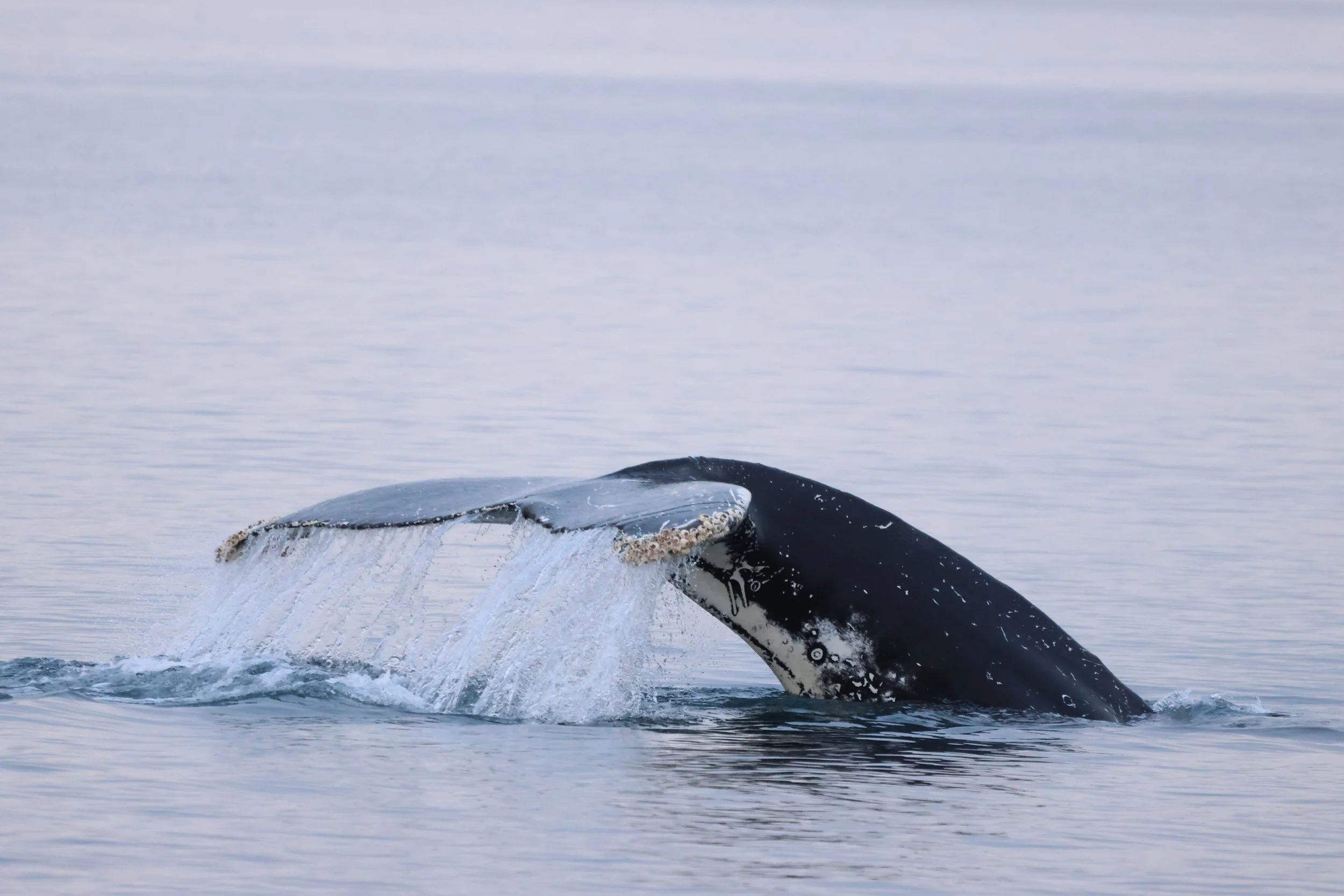 2026_01_31_1100_KON_JACOB (22).JPG