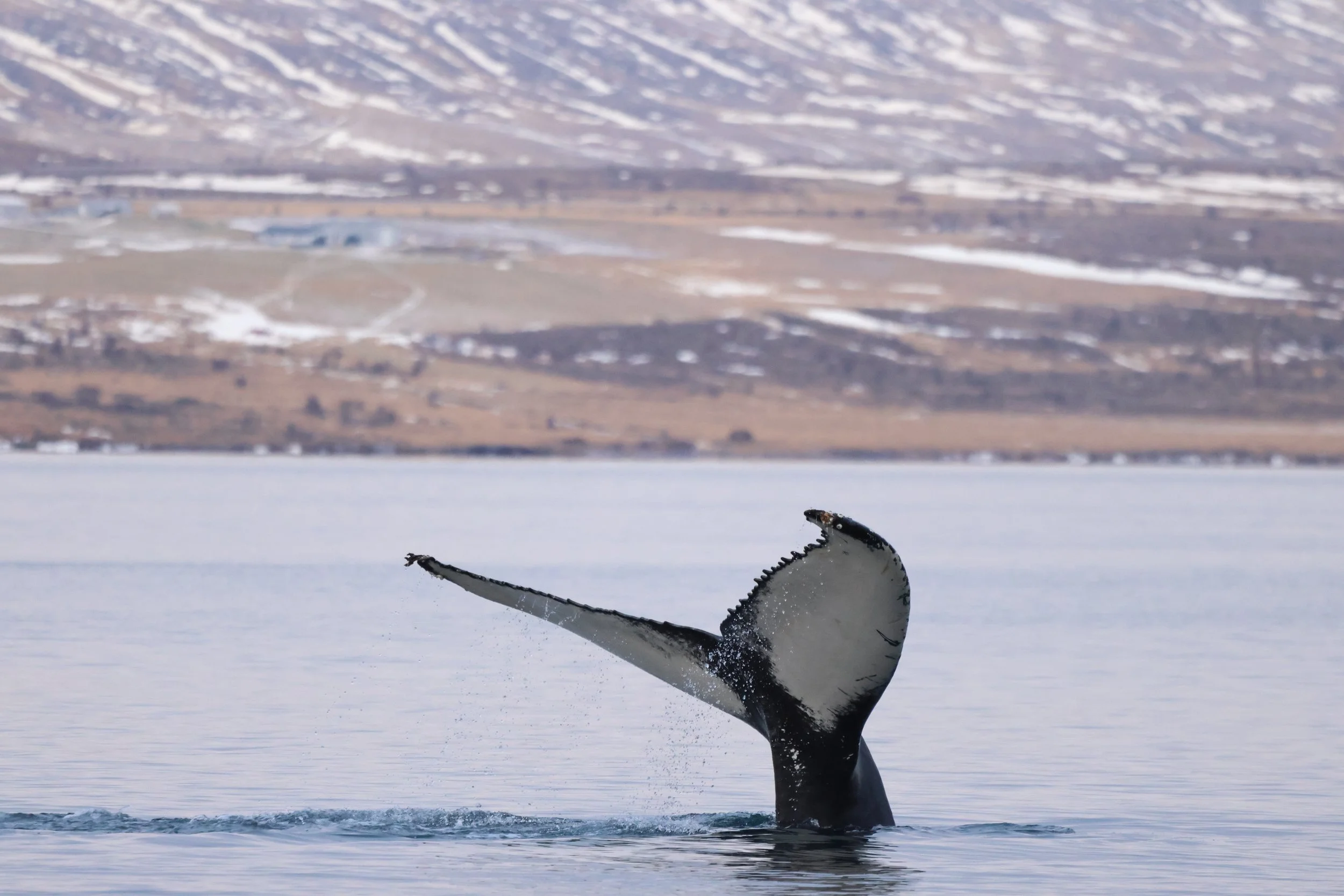 2026_01_31_1100_KON_JACOB (39).JPG