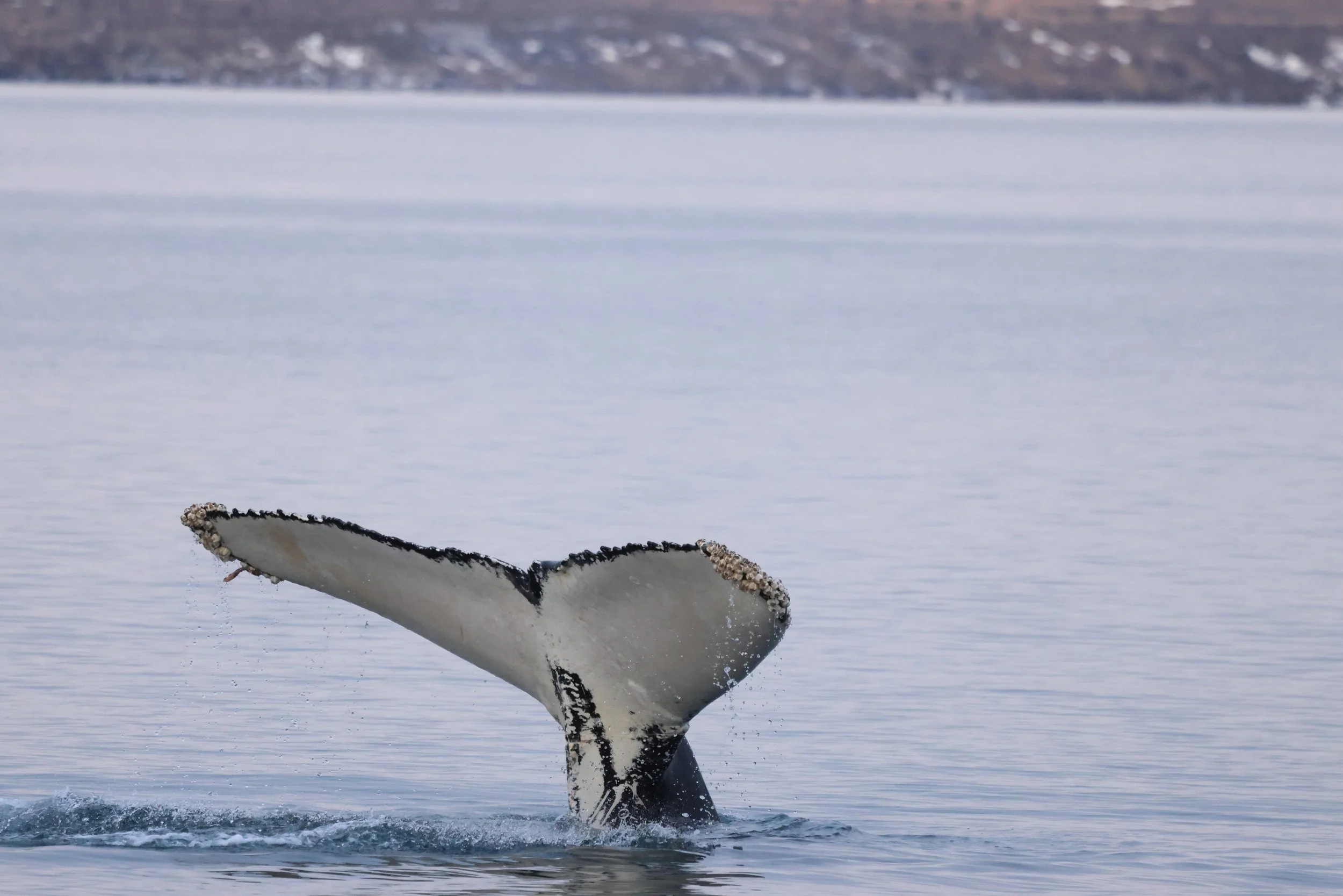 Saturday, 31 January 2026