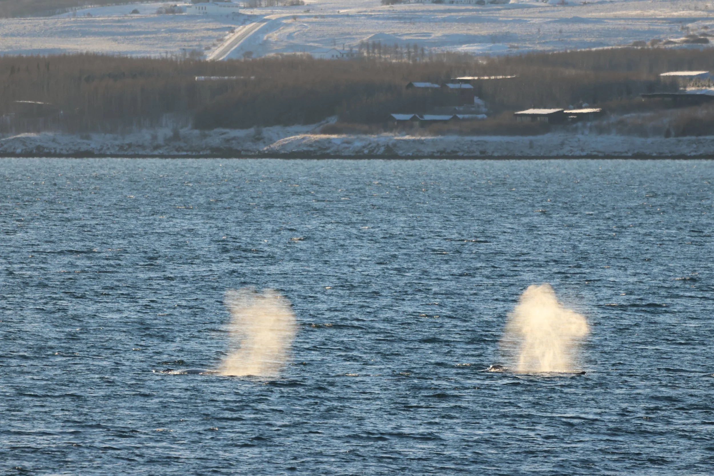 2026_02_01_1100_HOL_JACOB (12).JPG