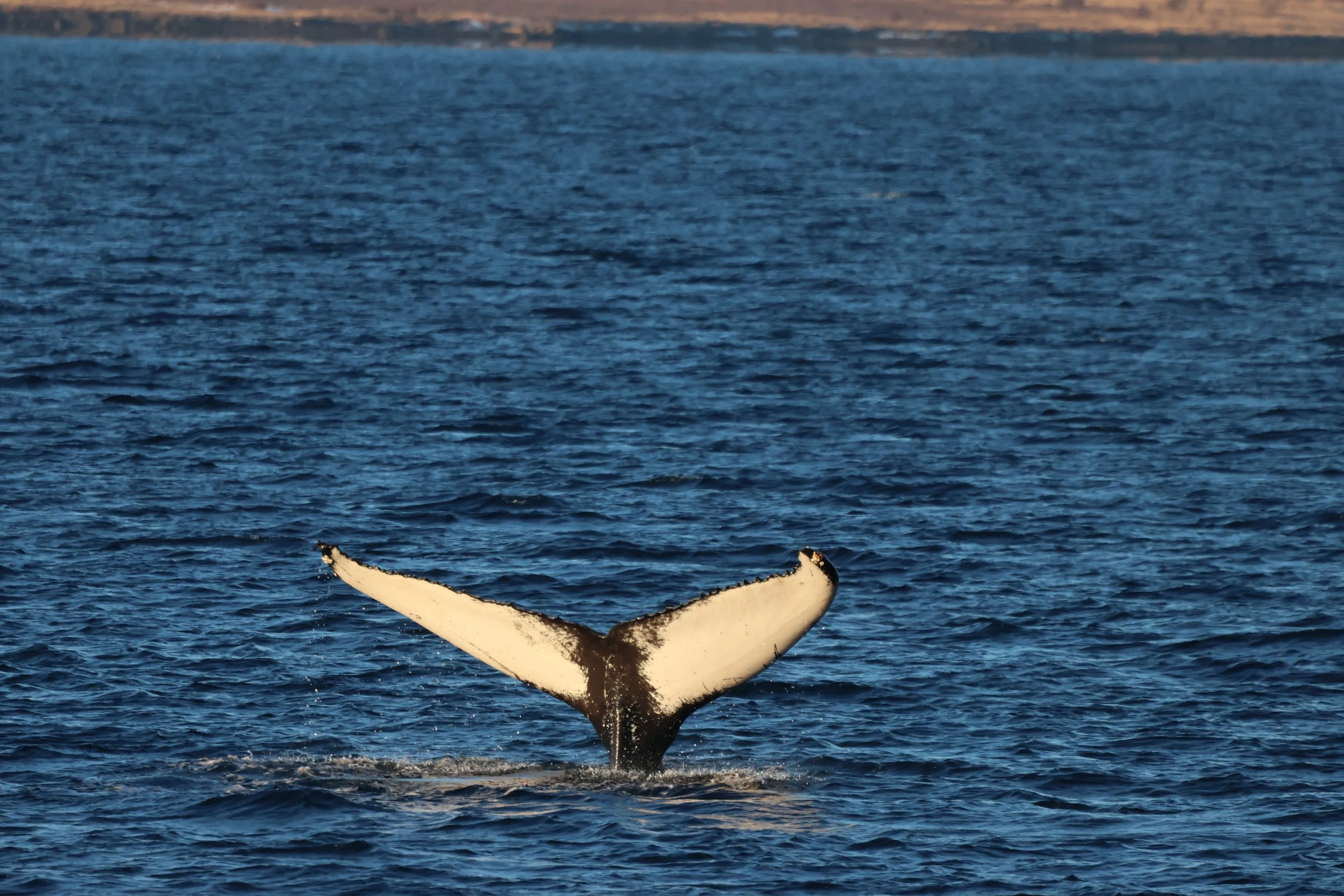 2026_02_01_1100_HOL_JACOB (53).JPG