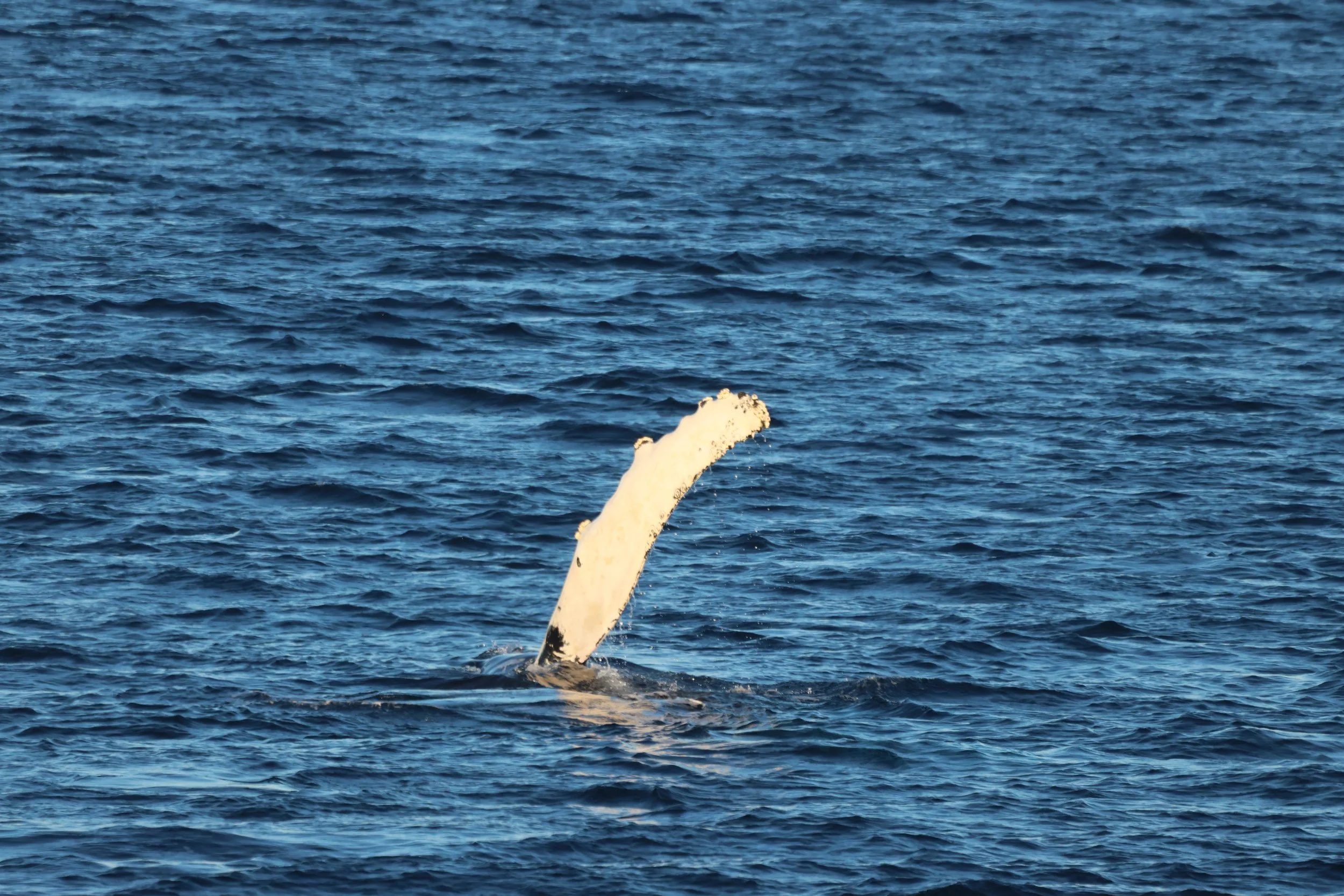 2026_02_01_1100_HOL_JACOB (36).JPG