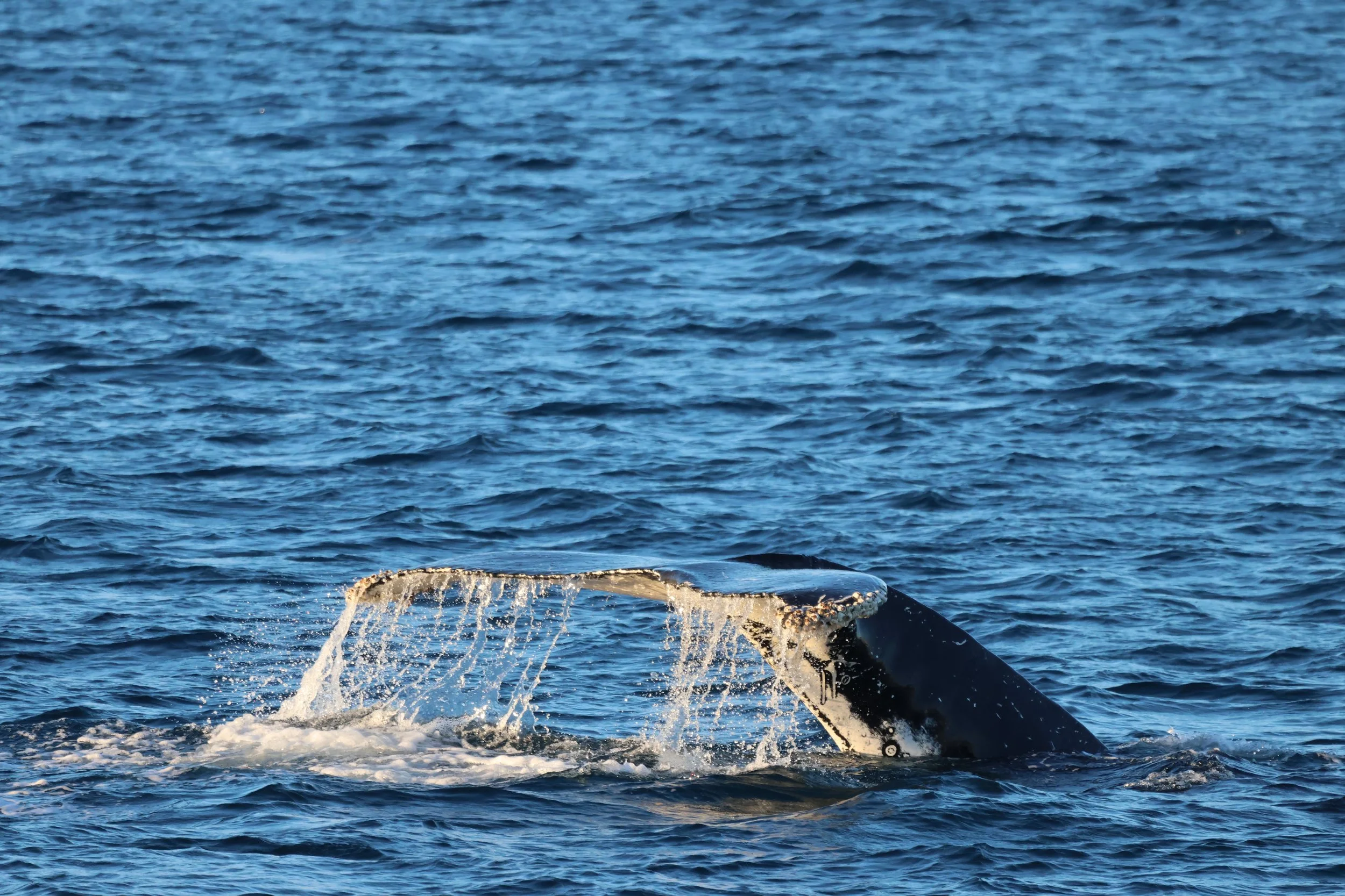 2026_02_01_1100_HOL_JACOB (58).JPG