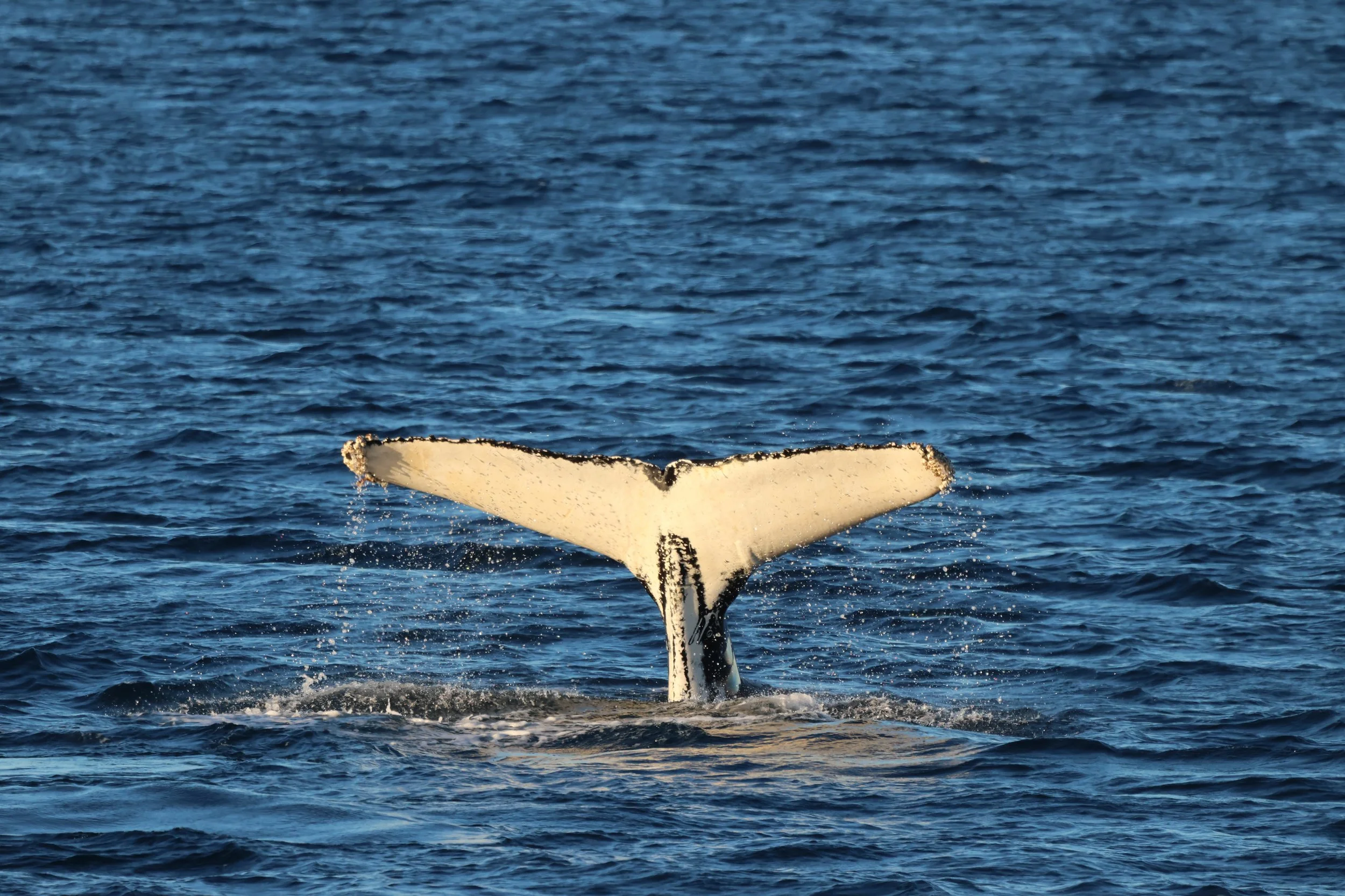 Sunday, 1 February 2026