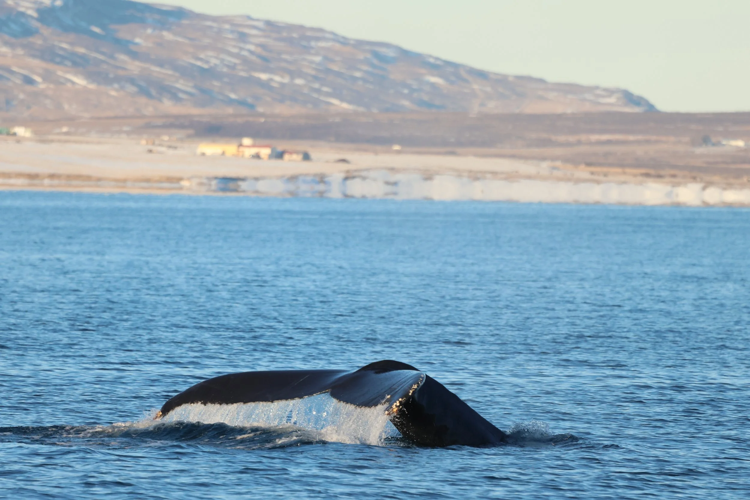 2026_02_03_1100_KON_JACOB (8).JPG