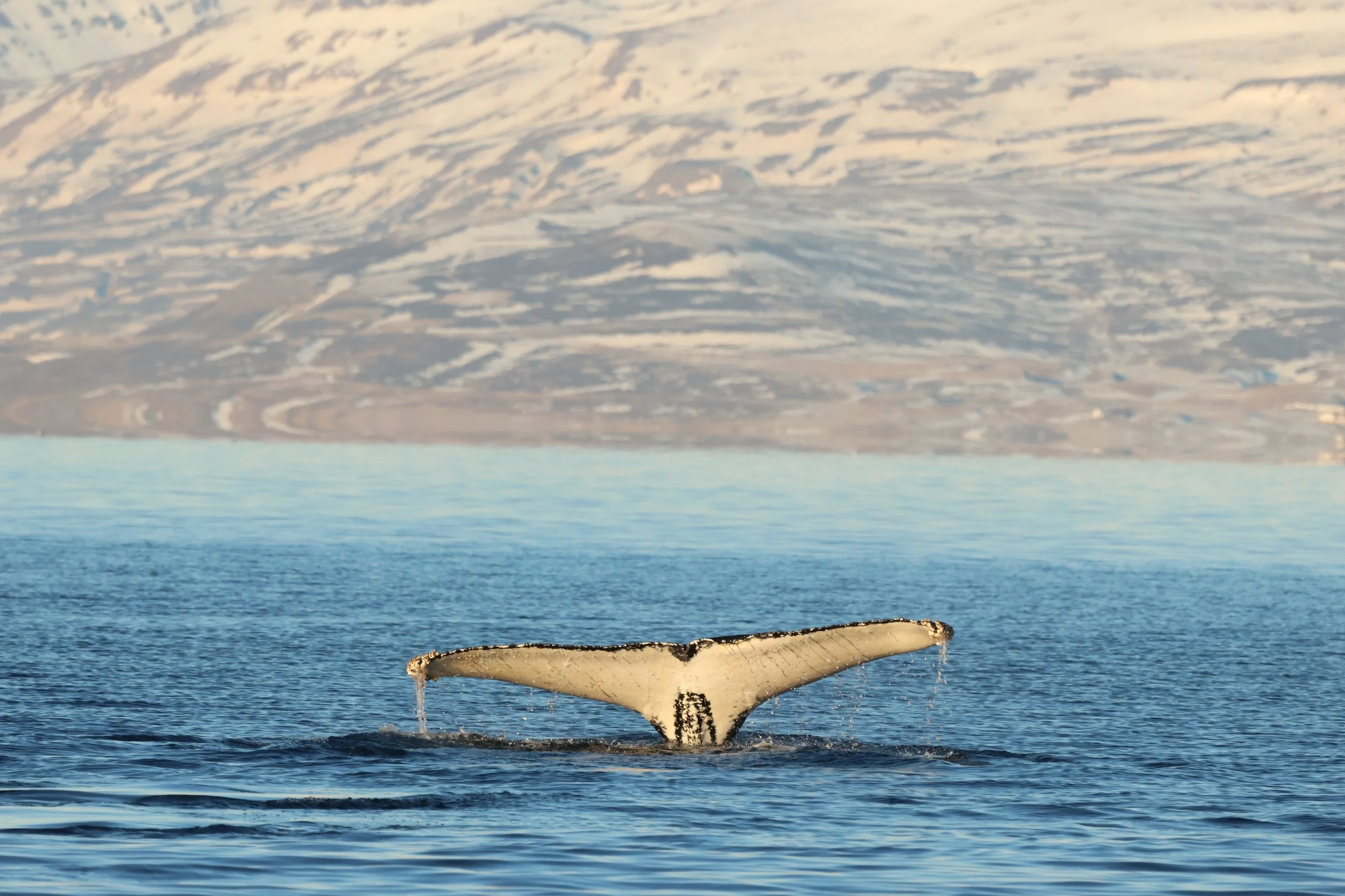 2026_02_03_1100_KON_JACOB (59).JPG