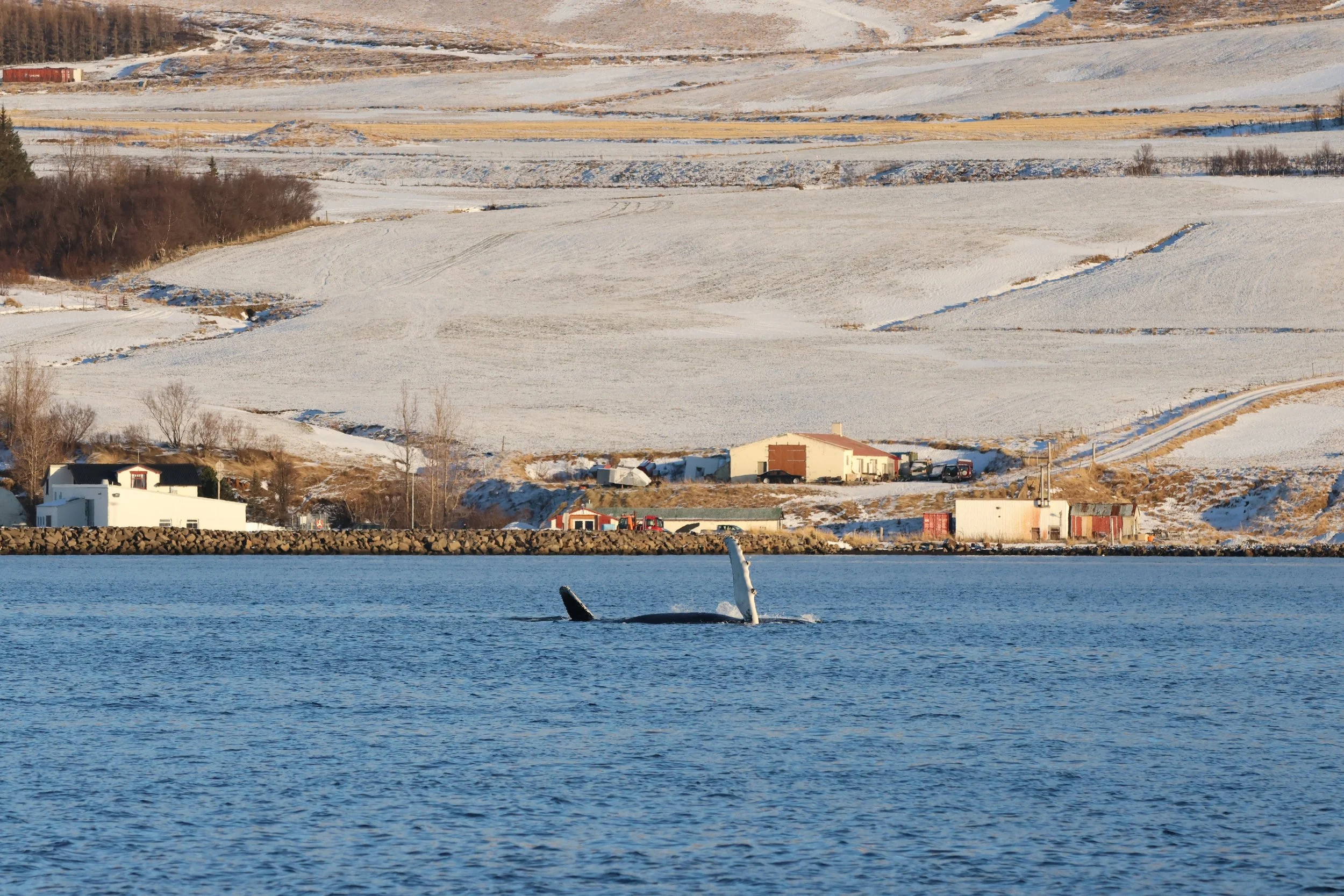 2026_02_03_1100_KON_JACOB (25).JPG