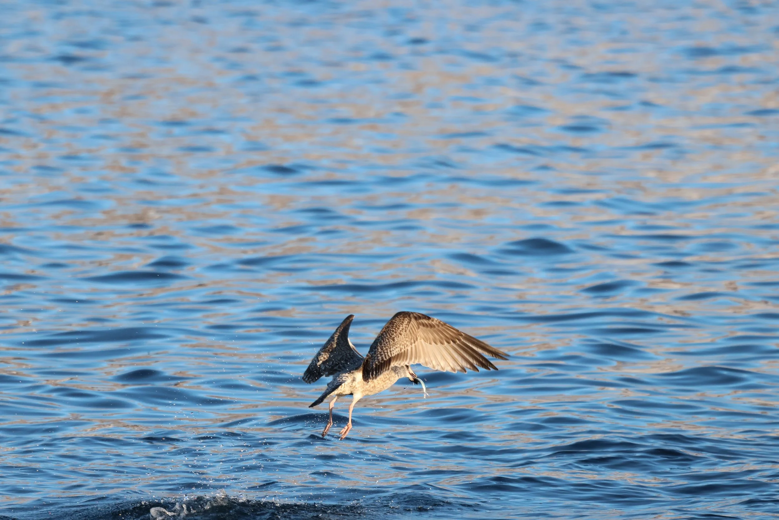 2026_02_03_1100_KON_JACOB (34).JPG