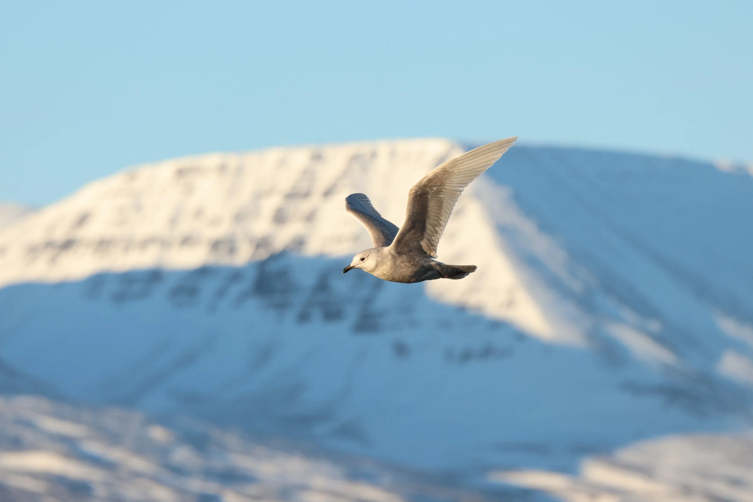 2026_02_03_1100_KON_JACOB (40).JPG