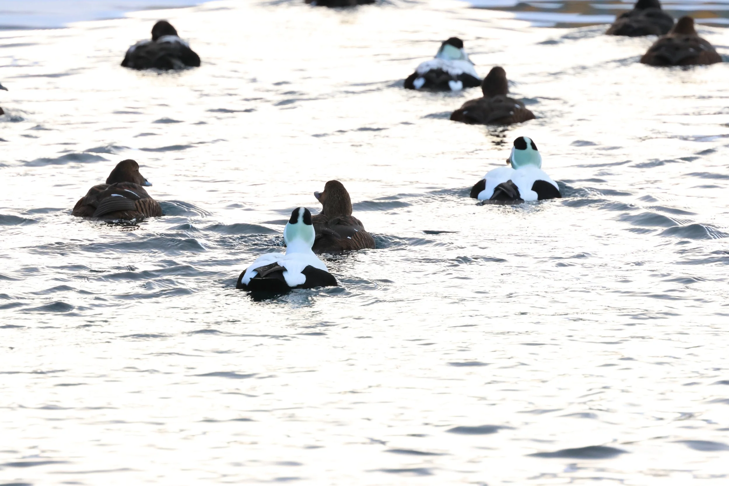 2026_02_04_1300_HOL_GISELA (2).JPG