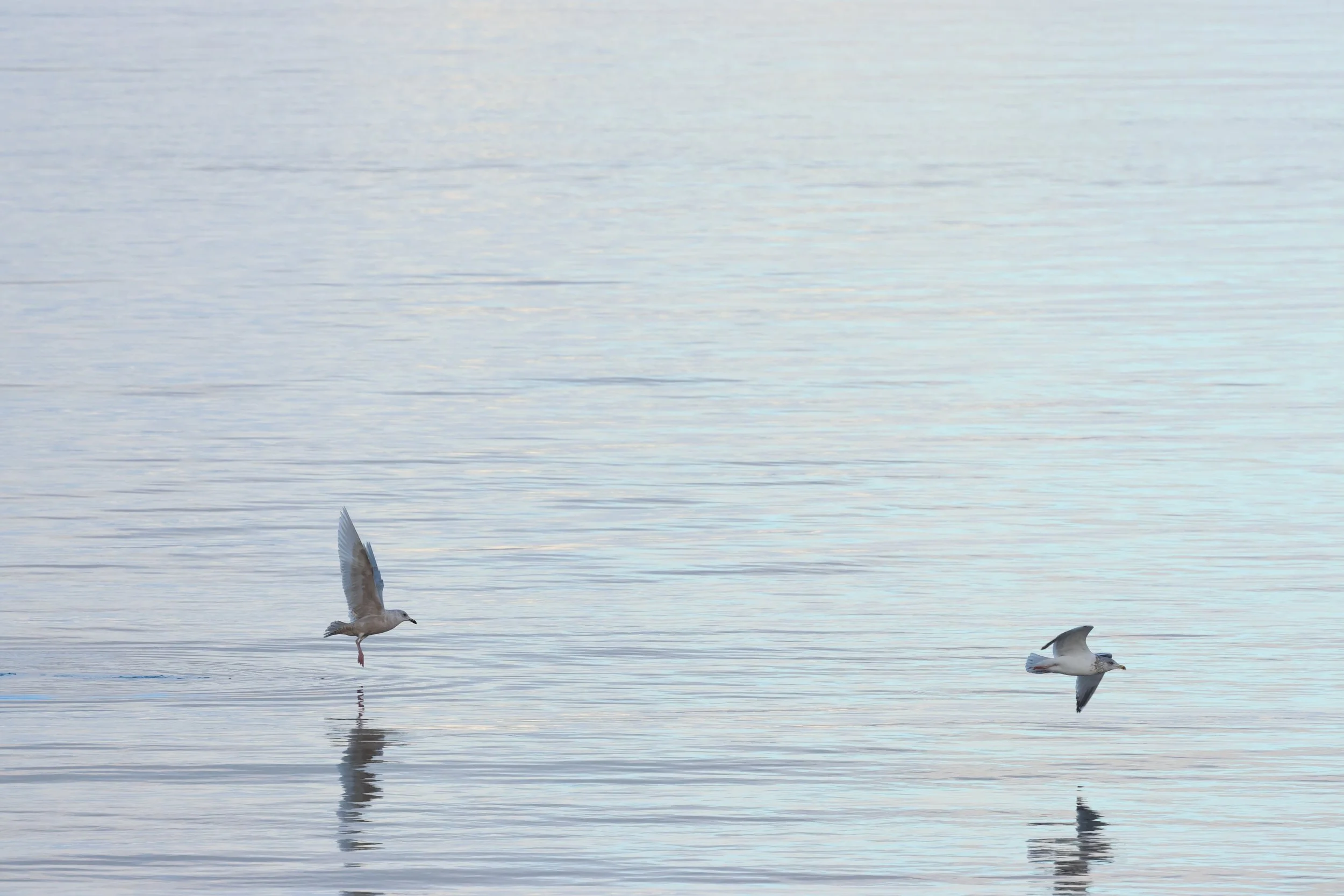 2026_02_04_1300_HOL_GISELA (13).JPG