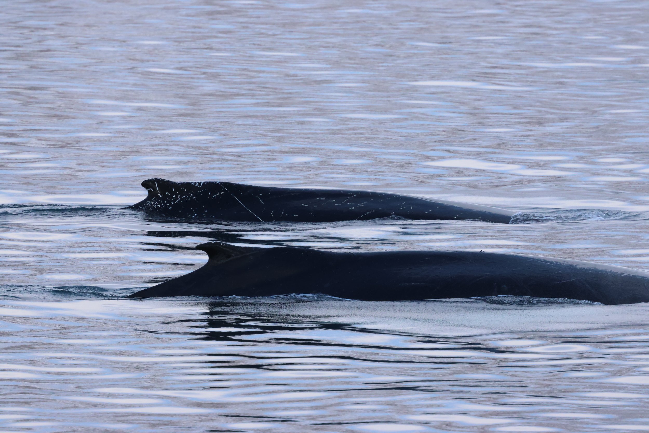 2026_02_04_1300_HOL_GISELA (55).JPG