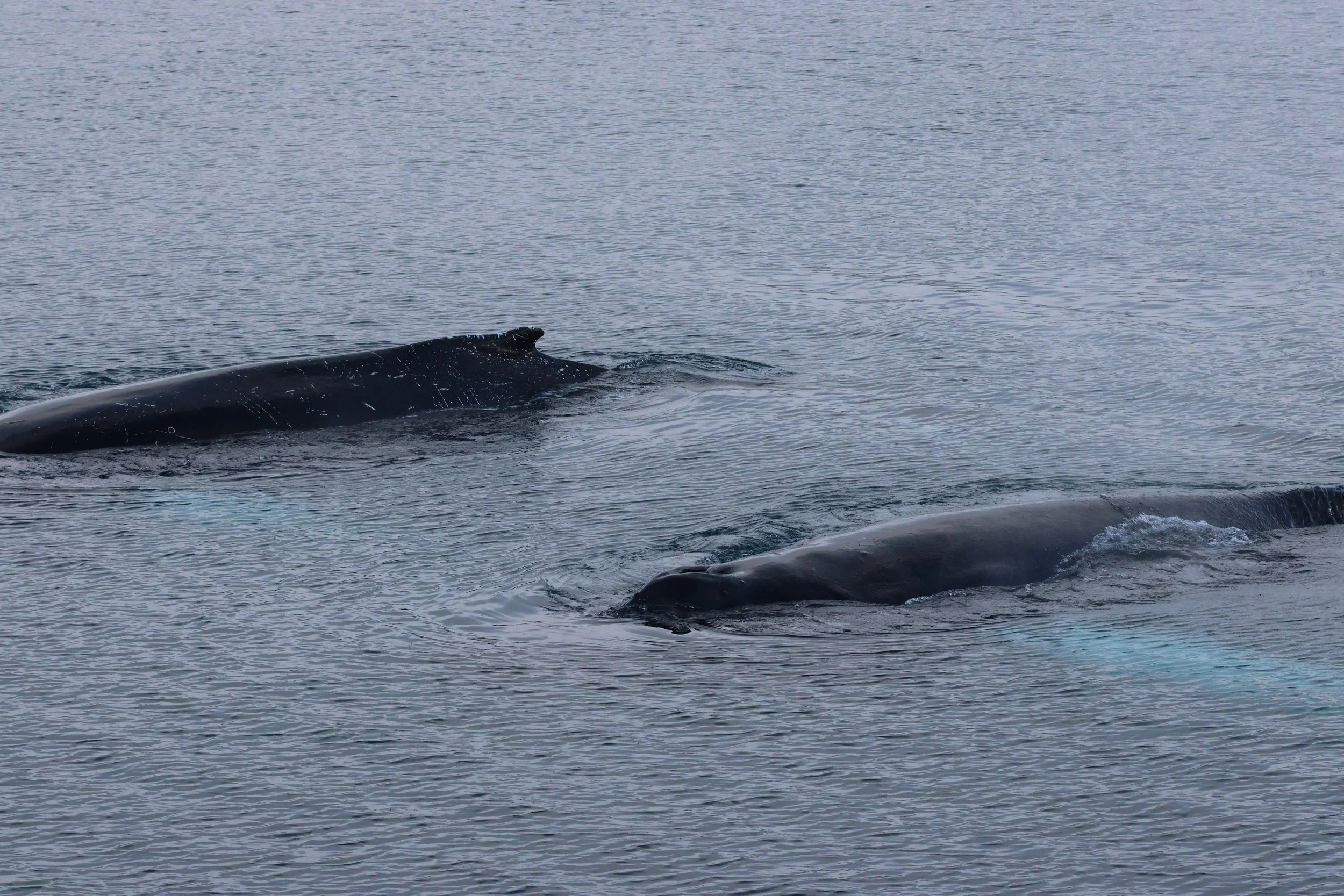 Wednesday, 4 February 2026