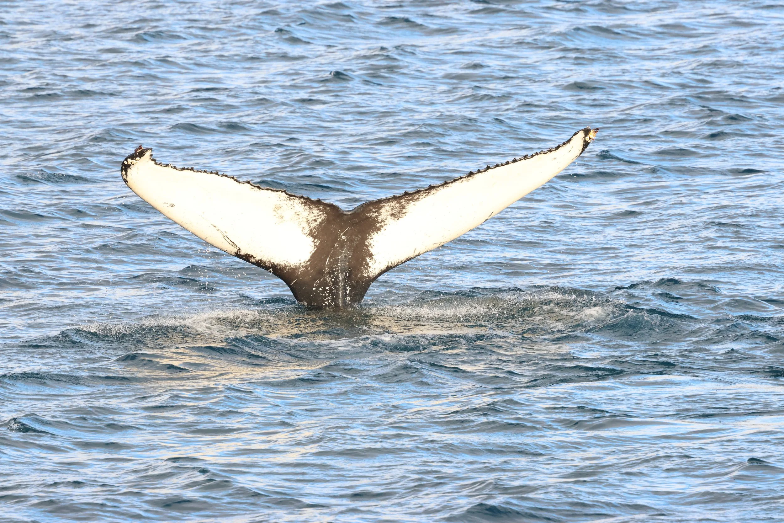 2026_02_05_1300_HOL_GISELA (17).JPG