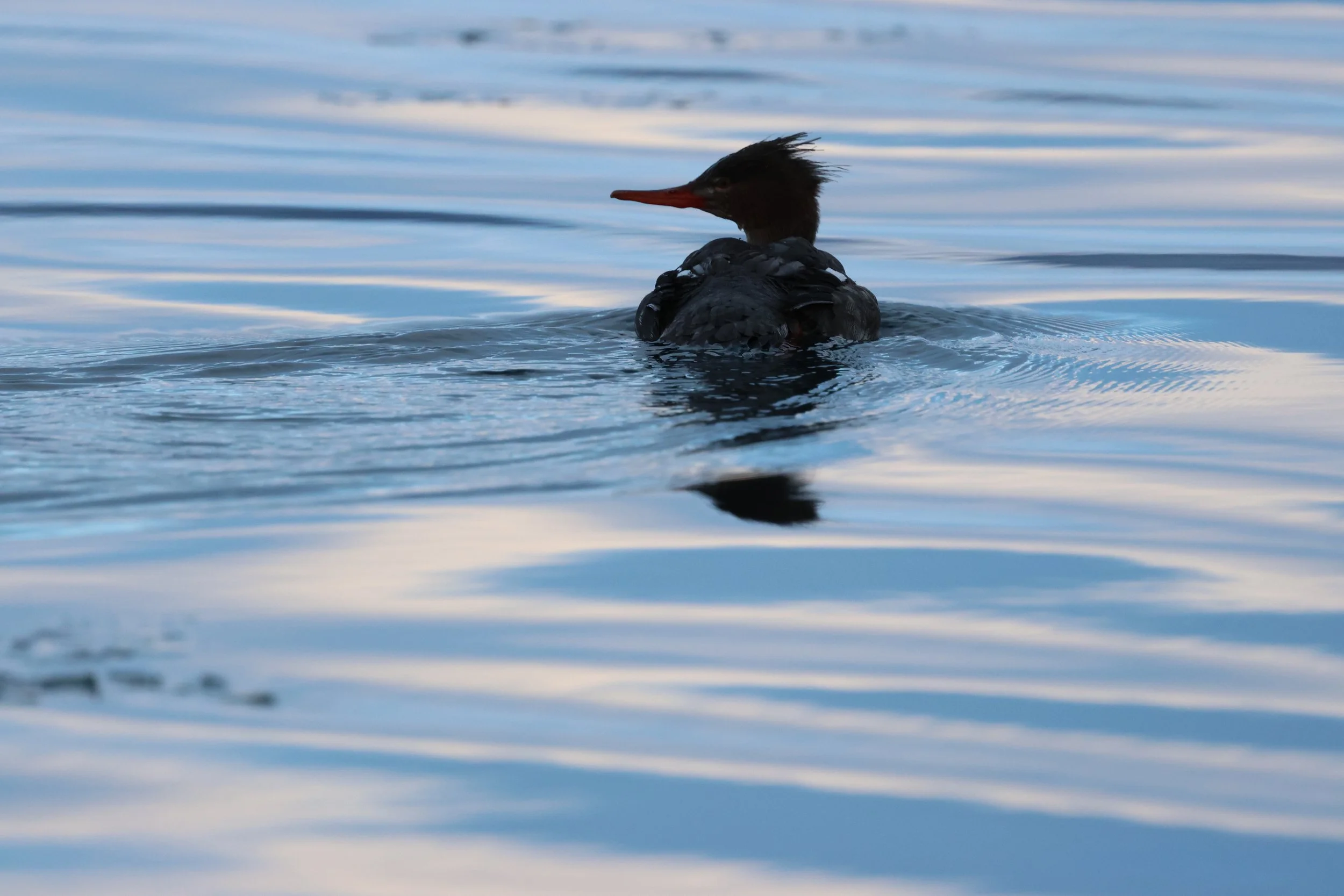 2026_02_05_1300_HOL_GISELA (87).JPG