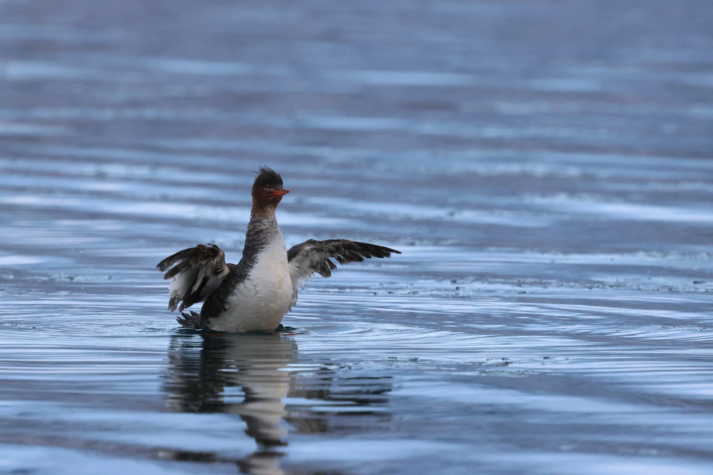 2026_02_05_1300_HOL_GISELA (99).JPG