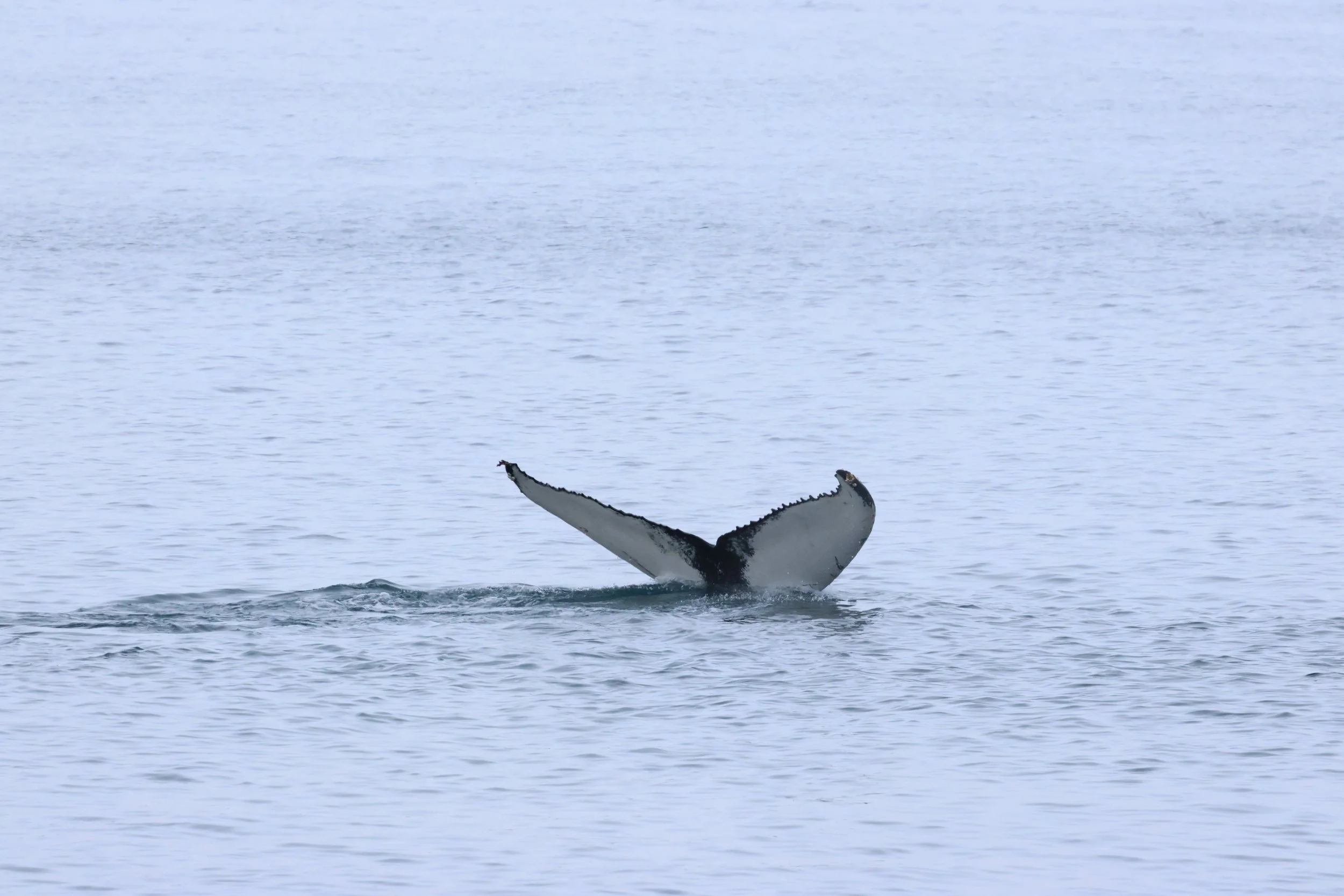 2026_02_06_1300_HOL_GISELA (13).JPG