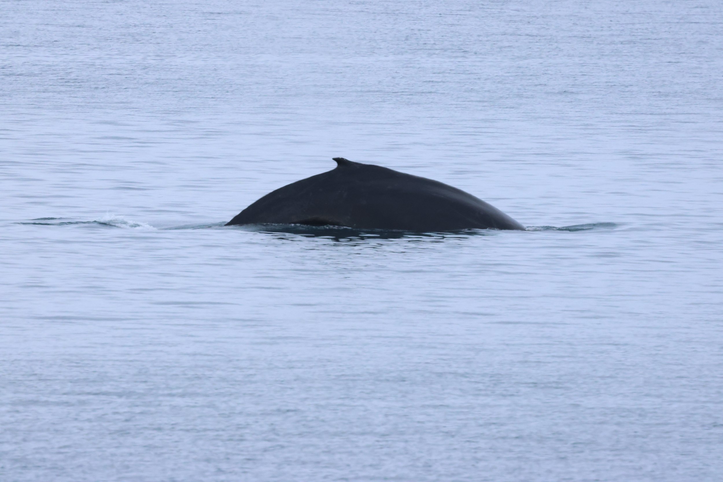 2026_02_06_1300_HOL_GISELA (15).JPG