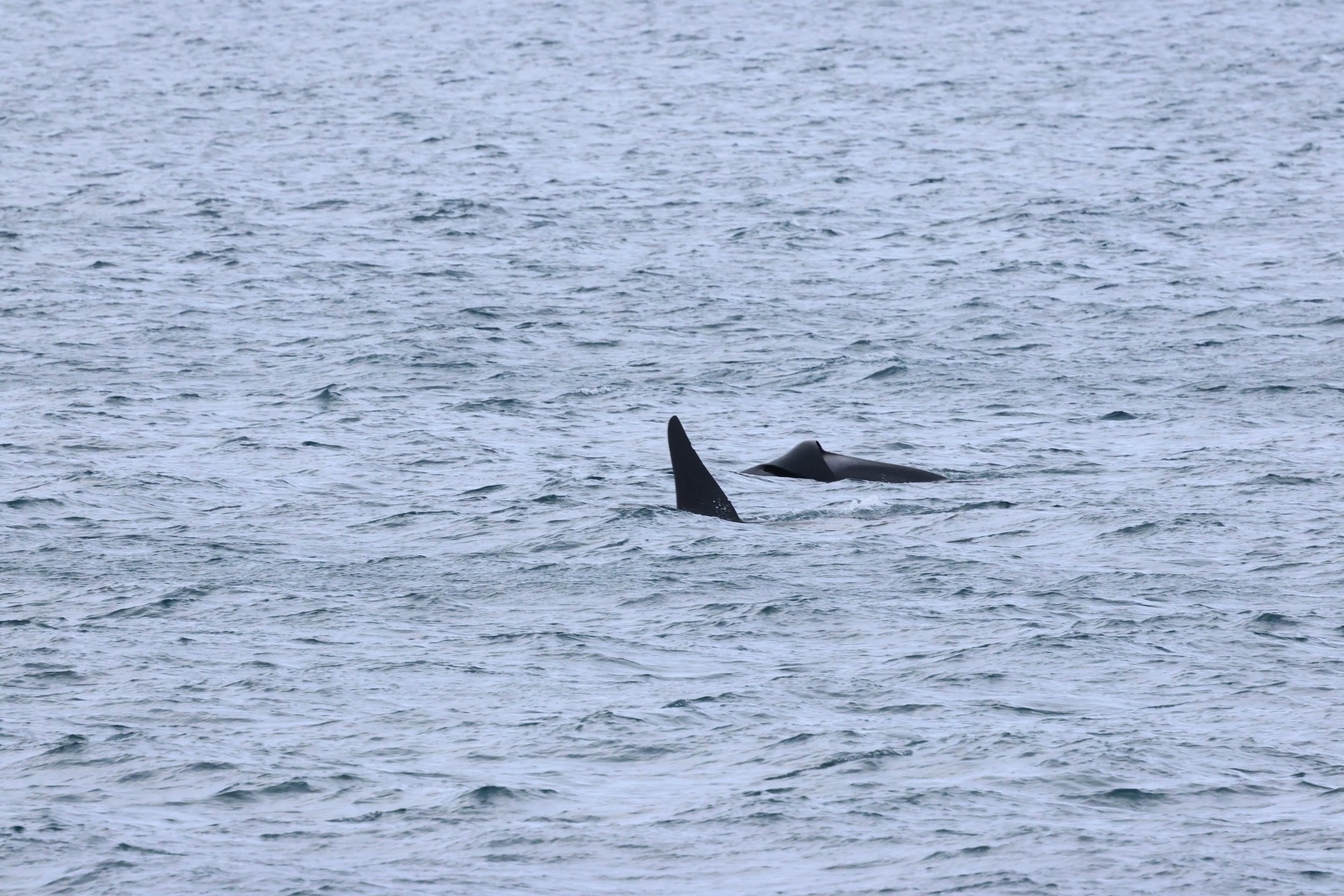 2026_02_06_1300_HOL_GISELA (29).JPG