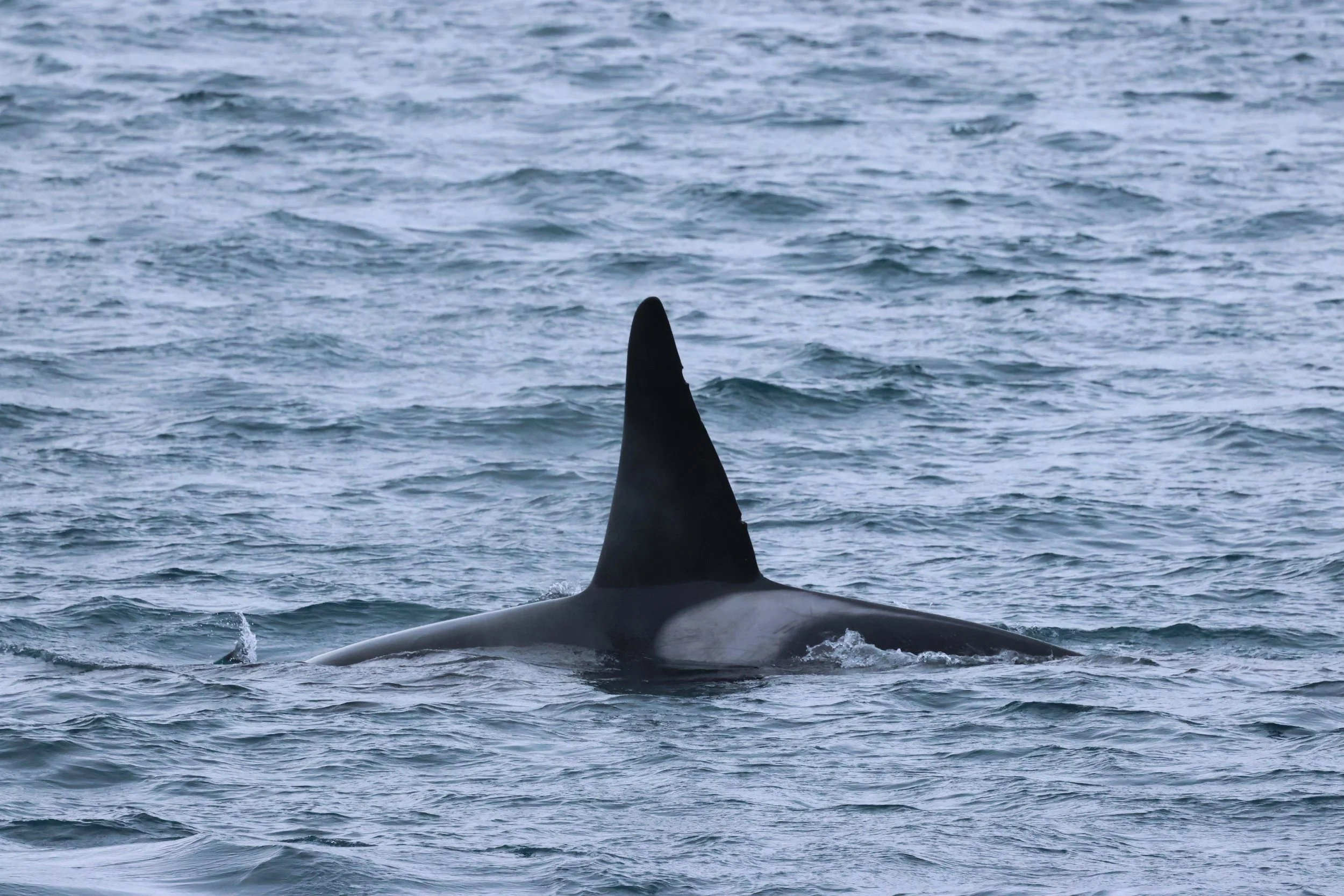 2026_02_06_1300_HOL_GISELA (40).JPG