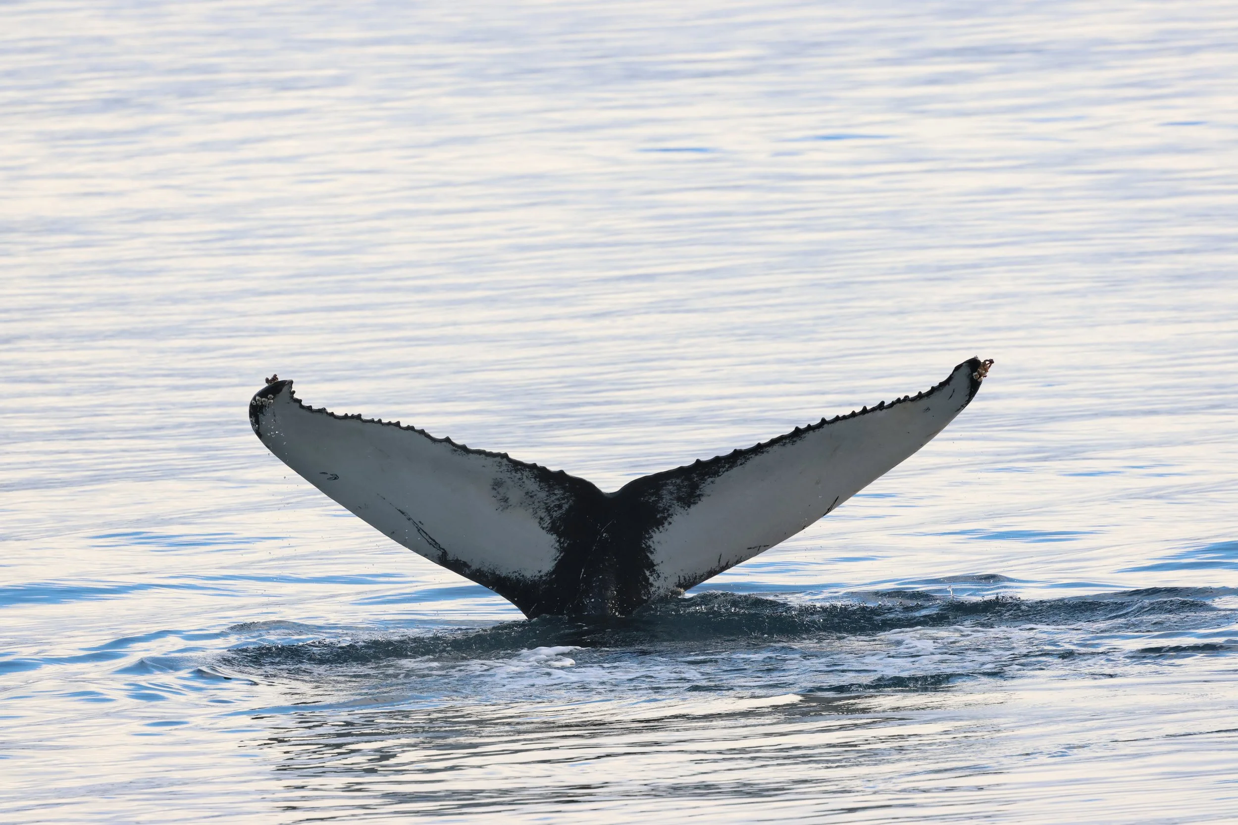 2026_02_07_1300_KON_GISELA (28).JPG