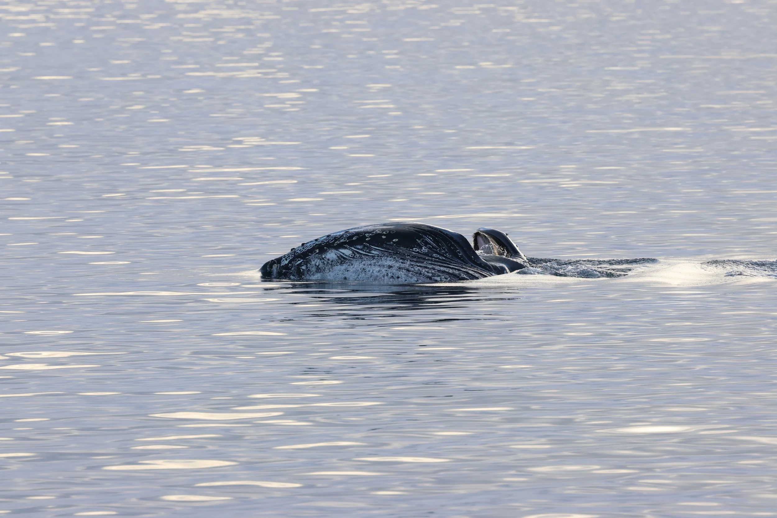 2026_02_07_1300_KON_GISELA (58).JPG