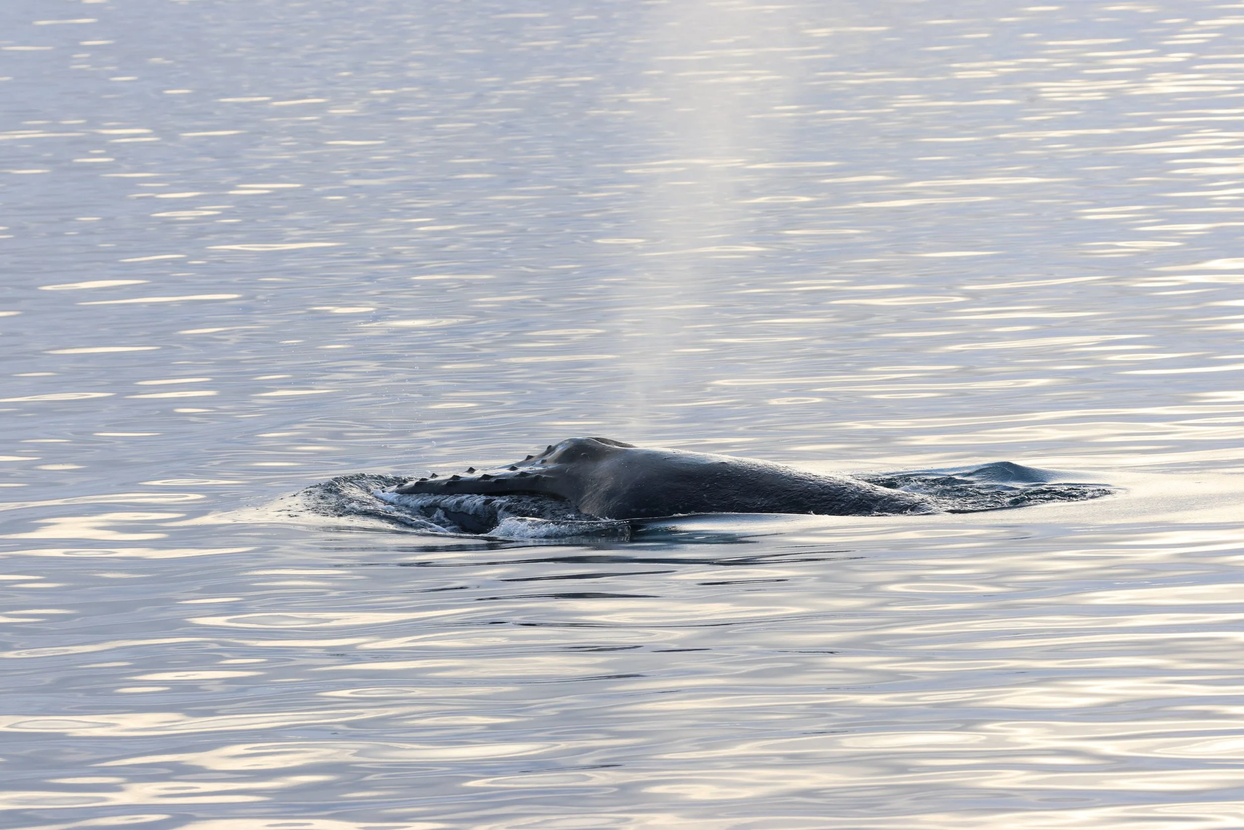 2026_02_07_1300_KON_GISELA (60).JPG