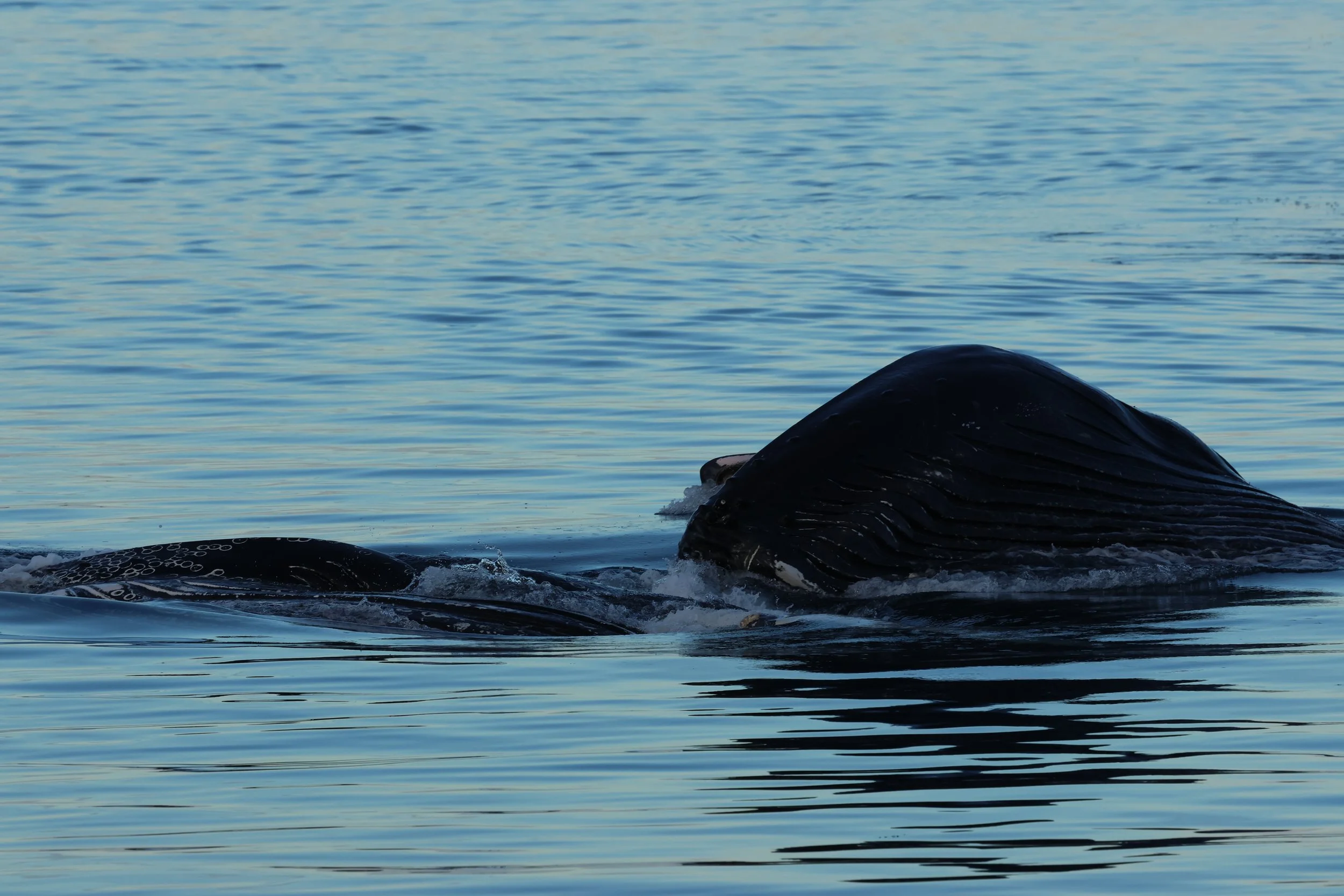 2026_02_07_1300_KON_GISELA (106).JPG