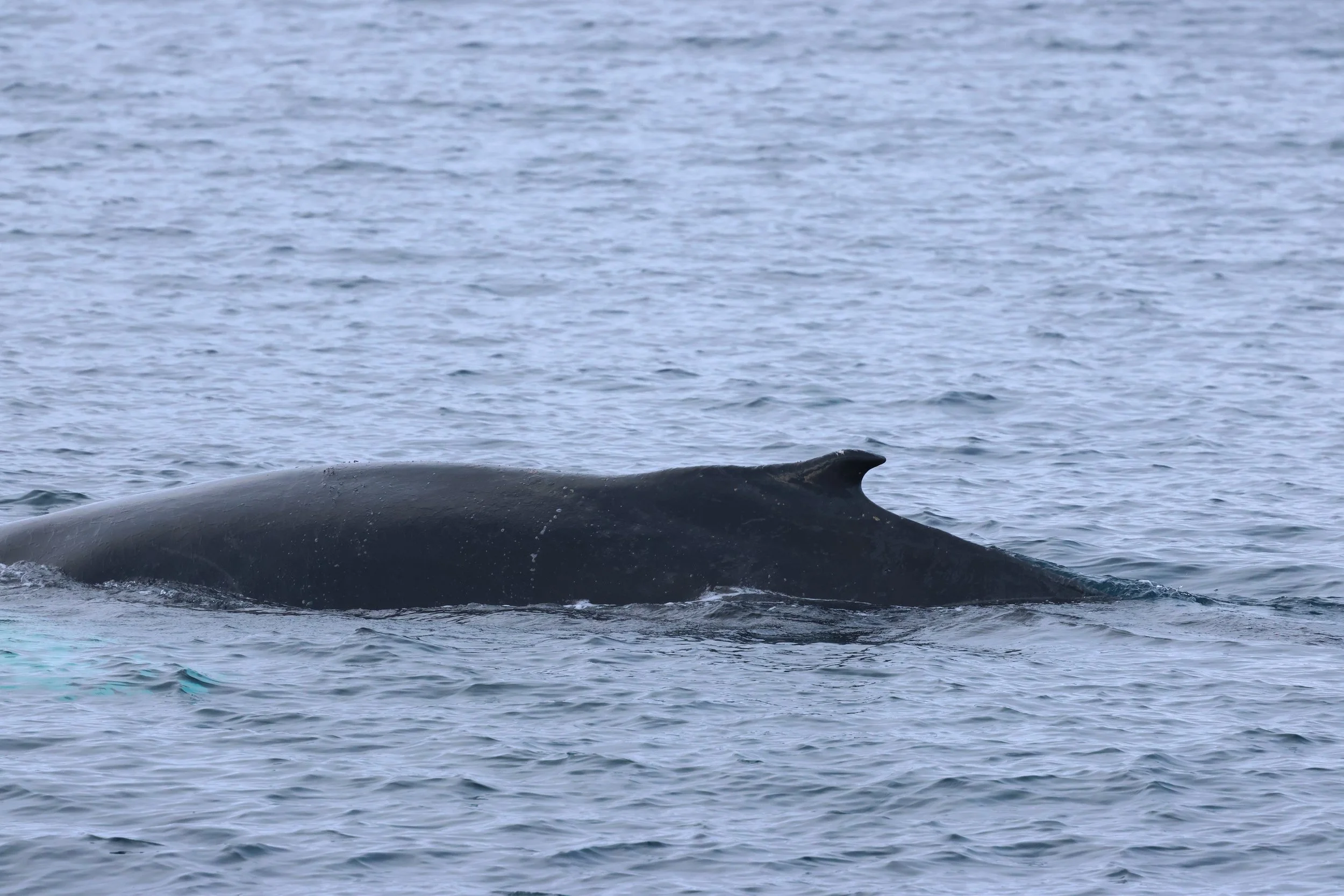 2026_02_08_1300_HOL_GISELA (10).JPG