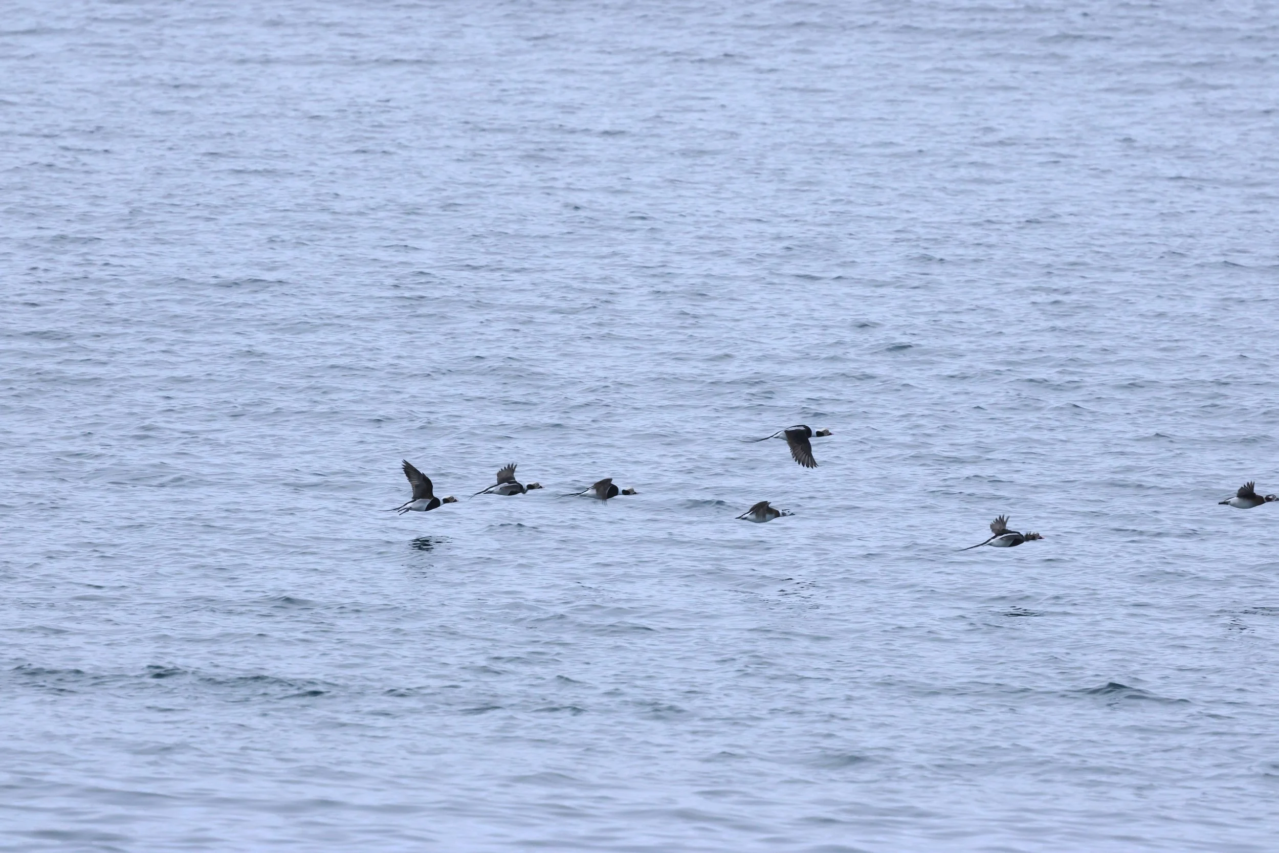 2026_02_08_1300_HOL_GISELA (6).JPG