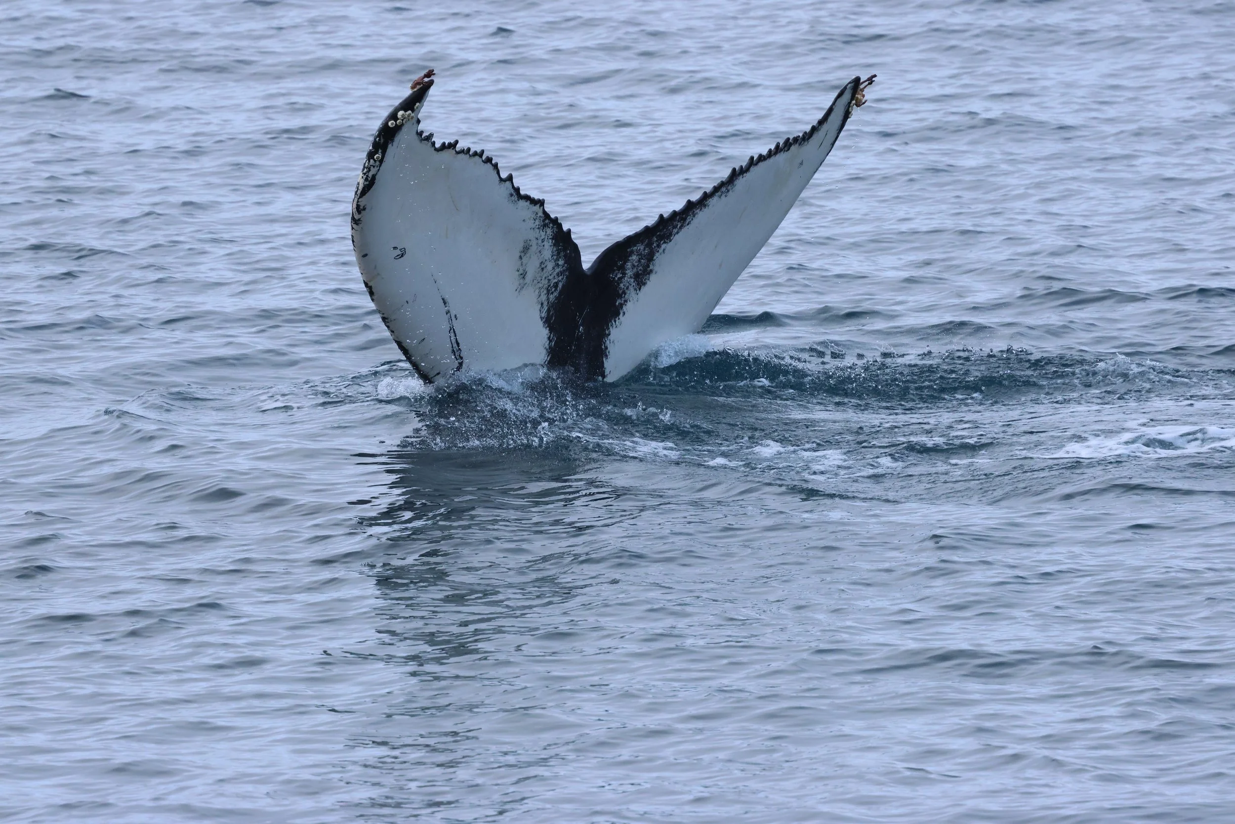 2026_02_08_1300_HOL_GISELA (13).JPG