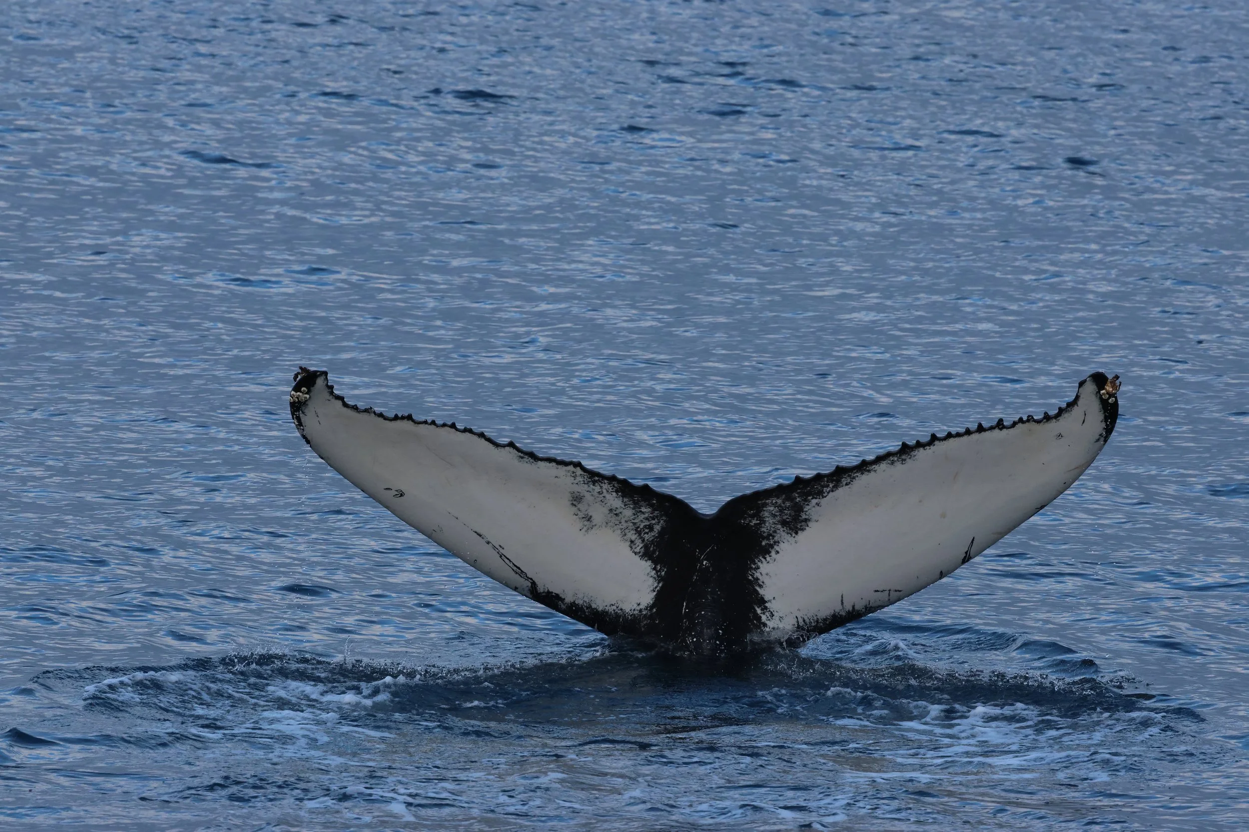 2026_02_08_1300_HOL_GISELA (23).JPG