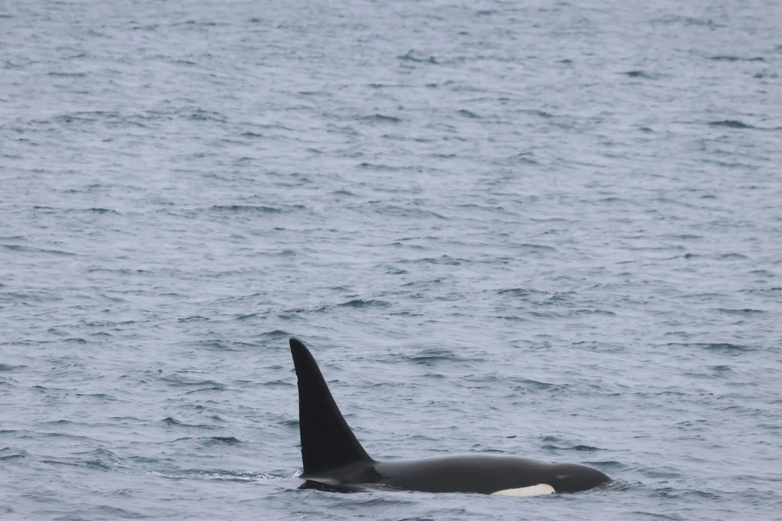 2026_02_09_1100_KON_JACOB (64).JPG