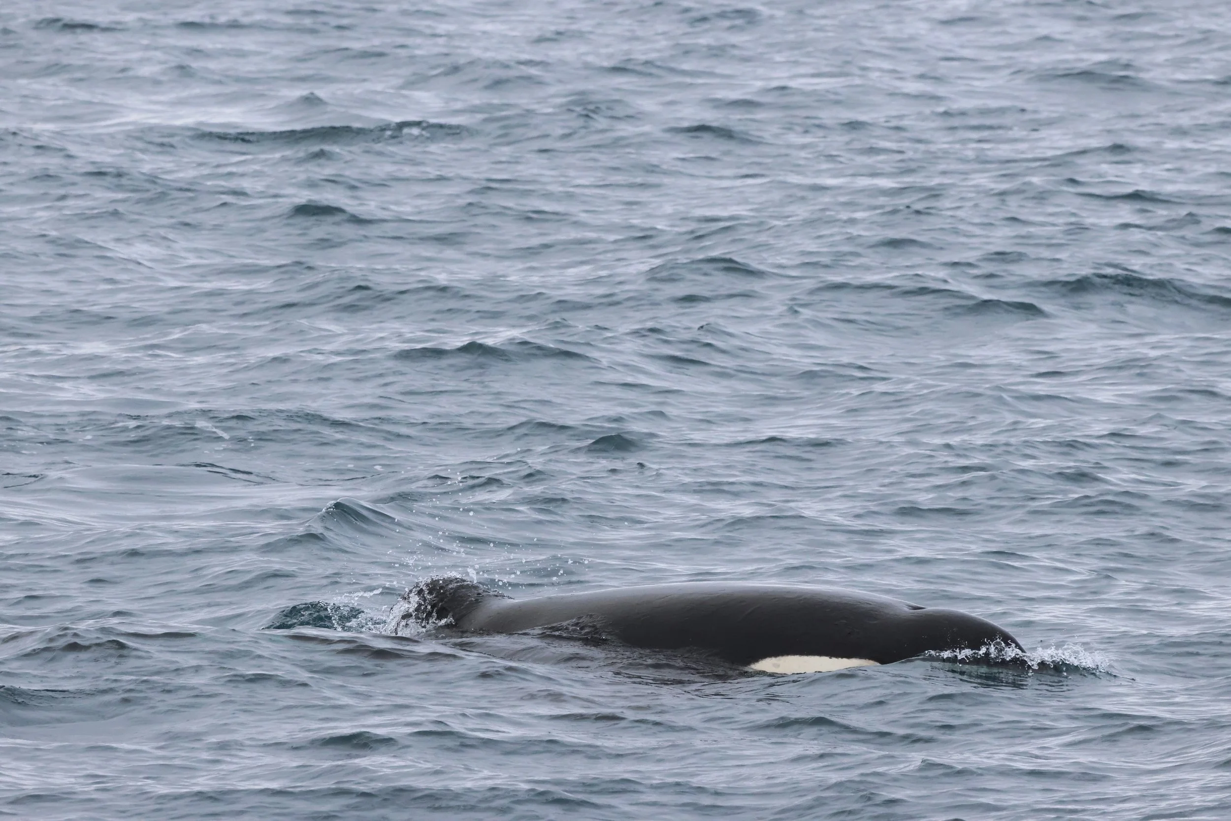 2026_02_09_1100_KON_JACOB (8).JPG