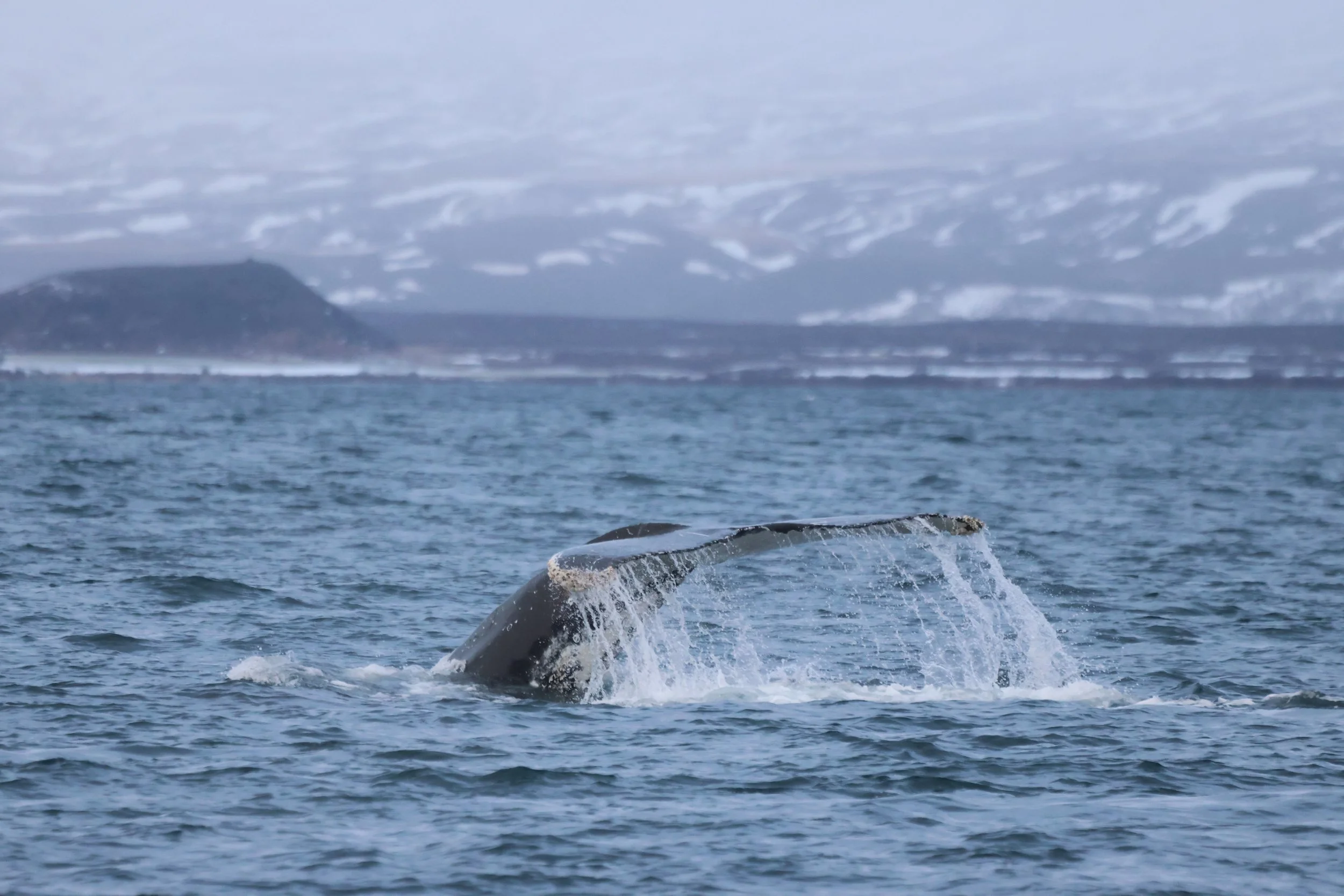 2026_02_09_1100_KON_JACOB (84).JPG