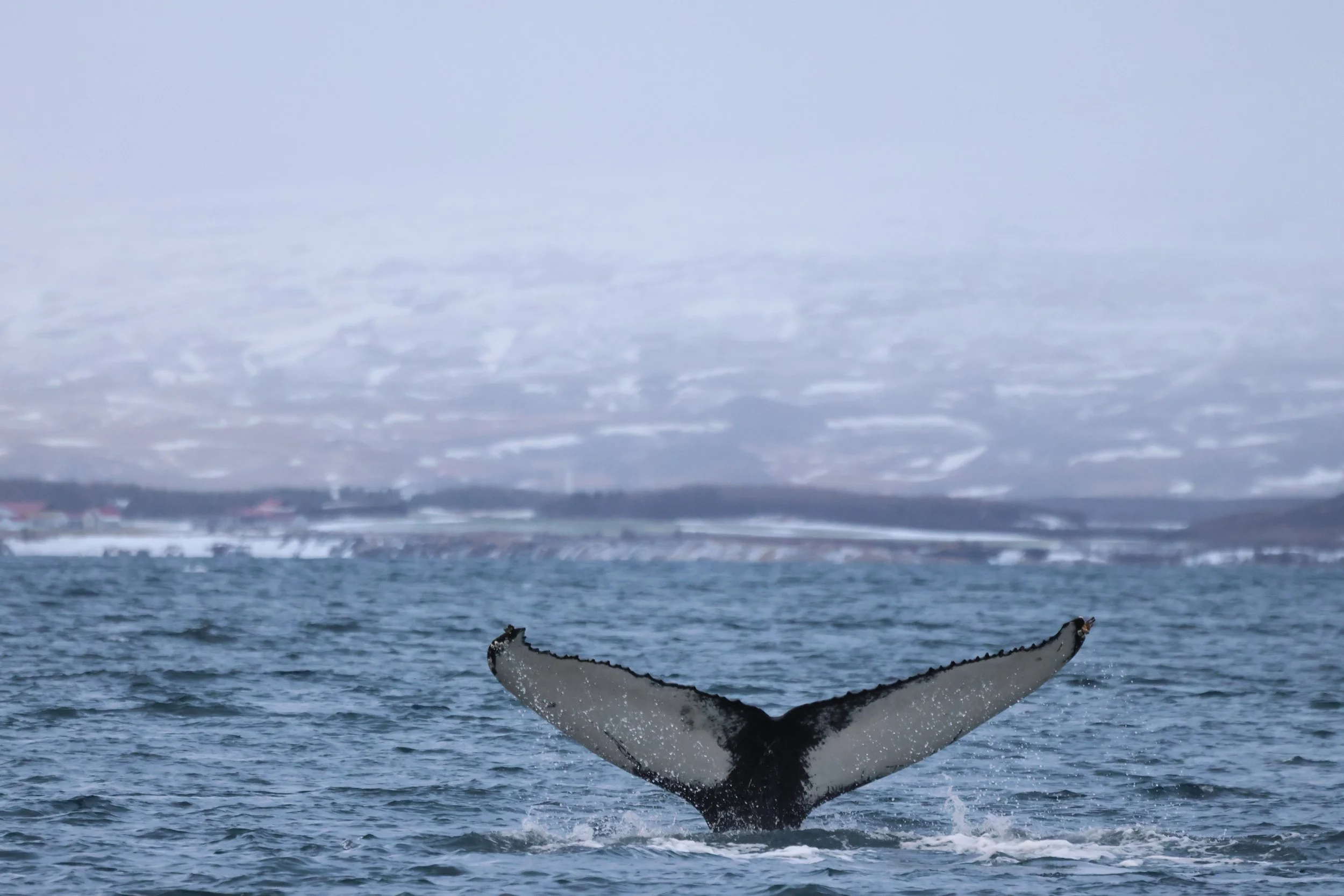 2026_02_09_1100_KON_JACOB (99).JPG