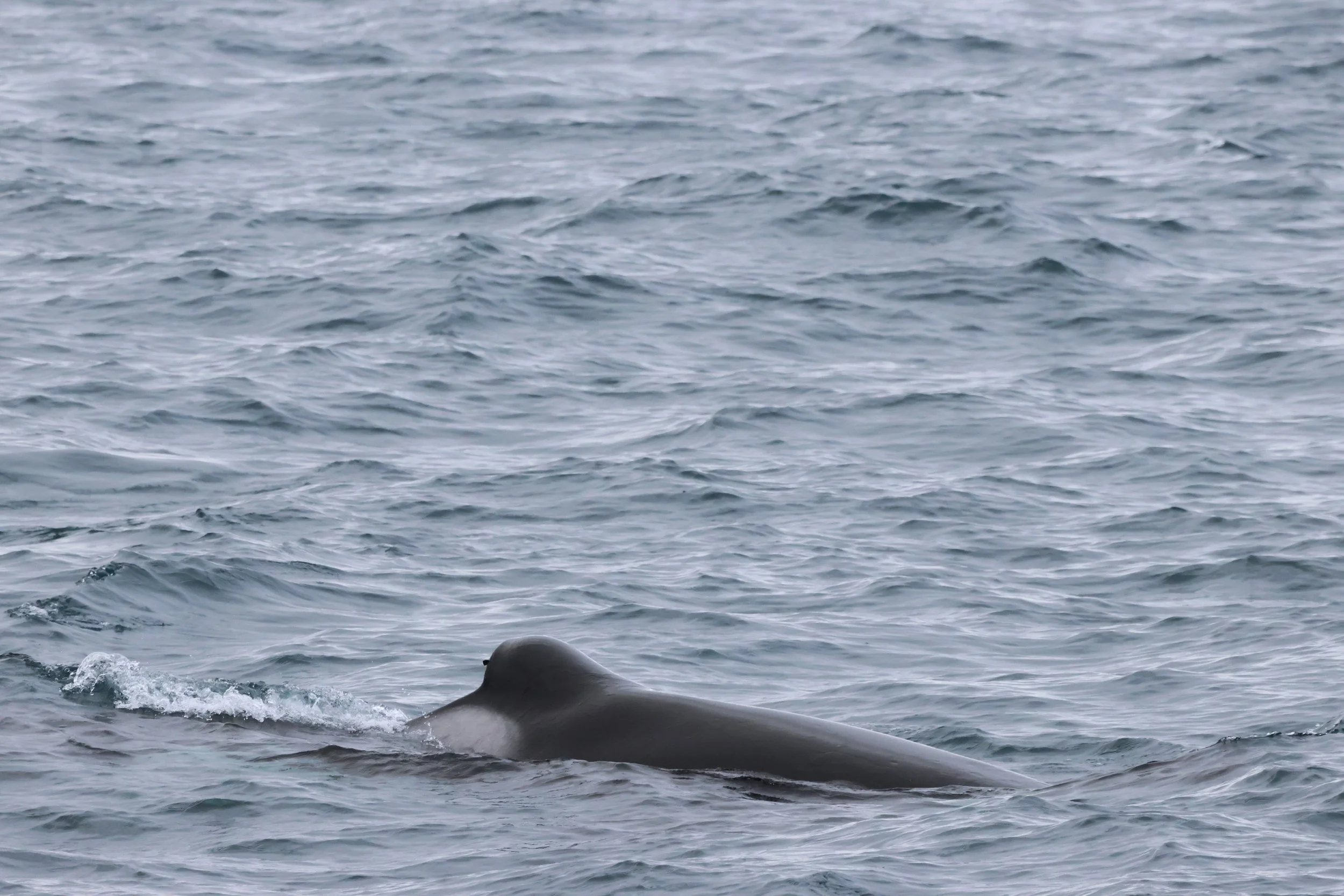 2026_02_10_1300_KON_GISELA (22).JPG