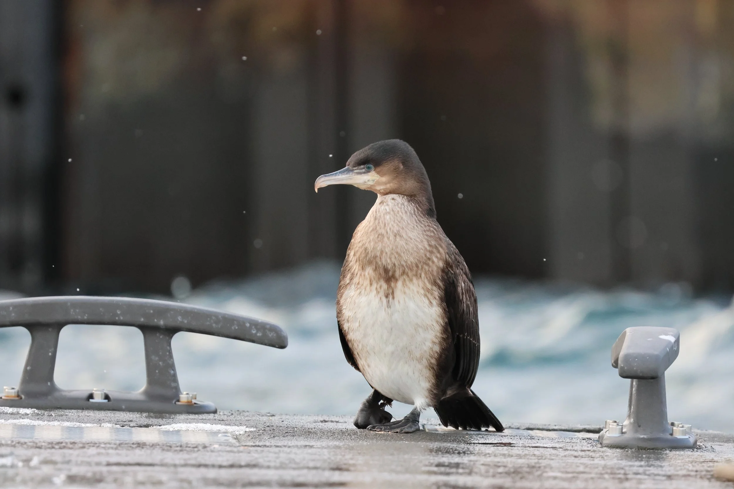 2026_02_10_1300_KON_GISELA (4).JPG