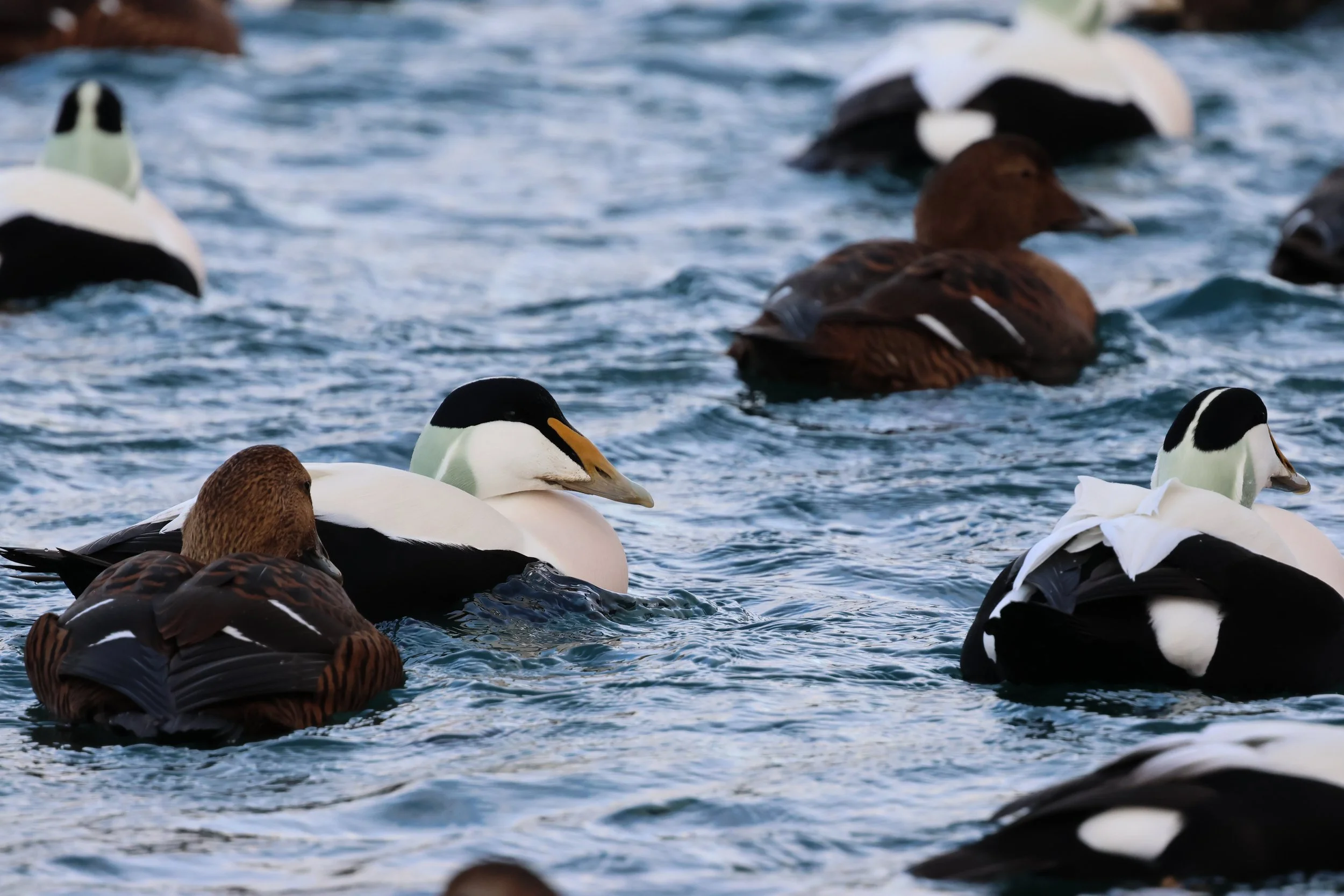 2026_02_10_1300_KON_GISELA (11).JPG