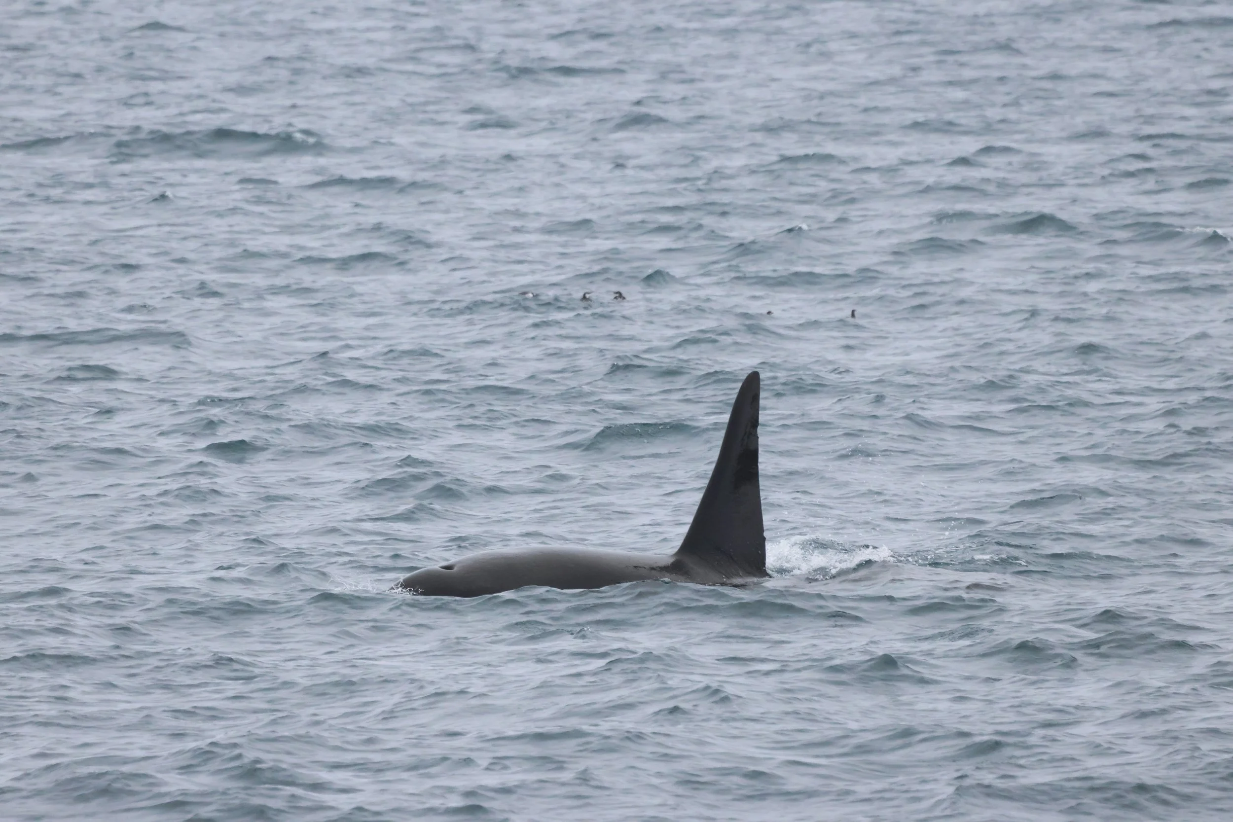 2026_02_10_1300_KON_GISELA (23).JPG