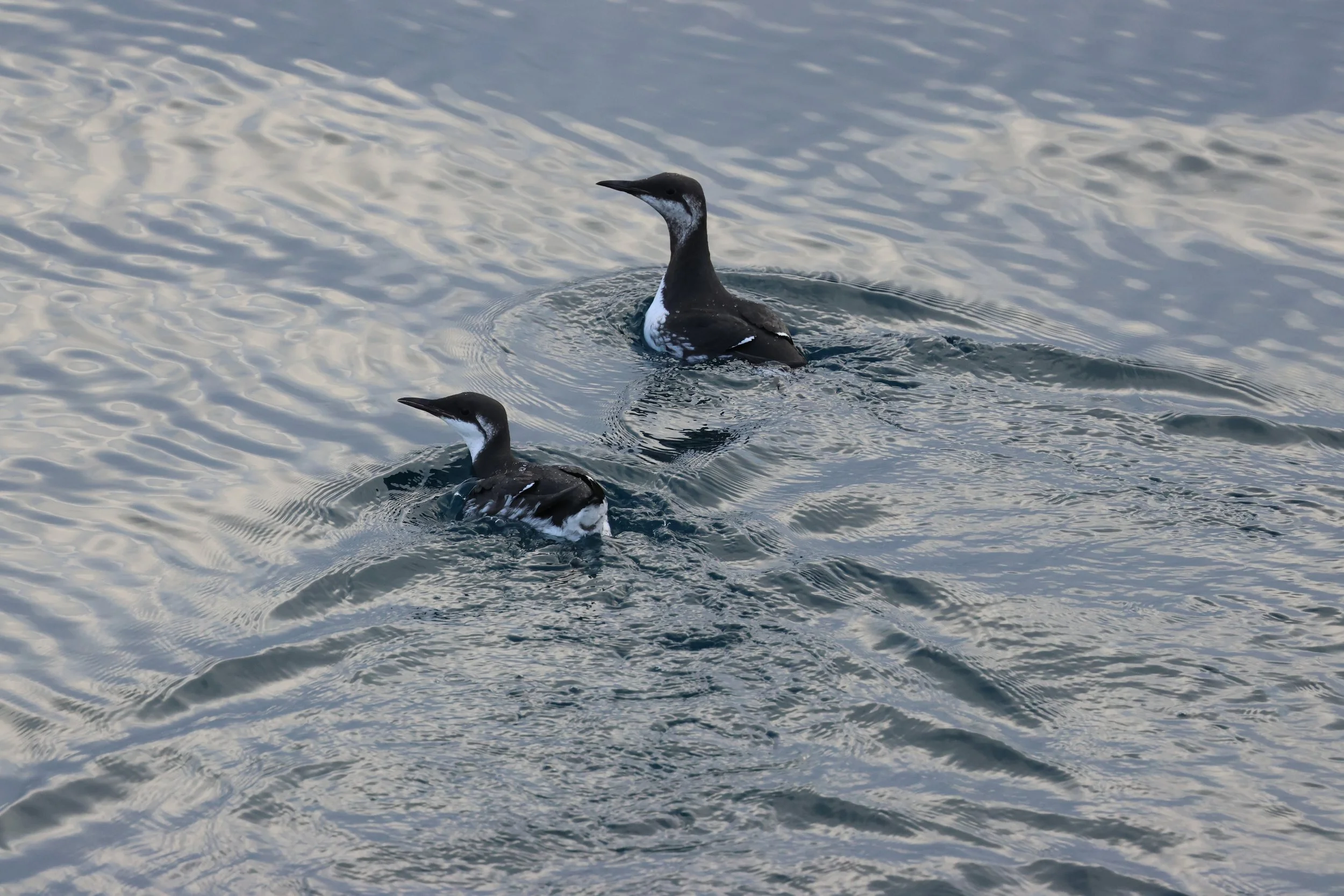 2026_02_11_1300_HOL_GISELA (16).JPG