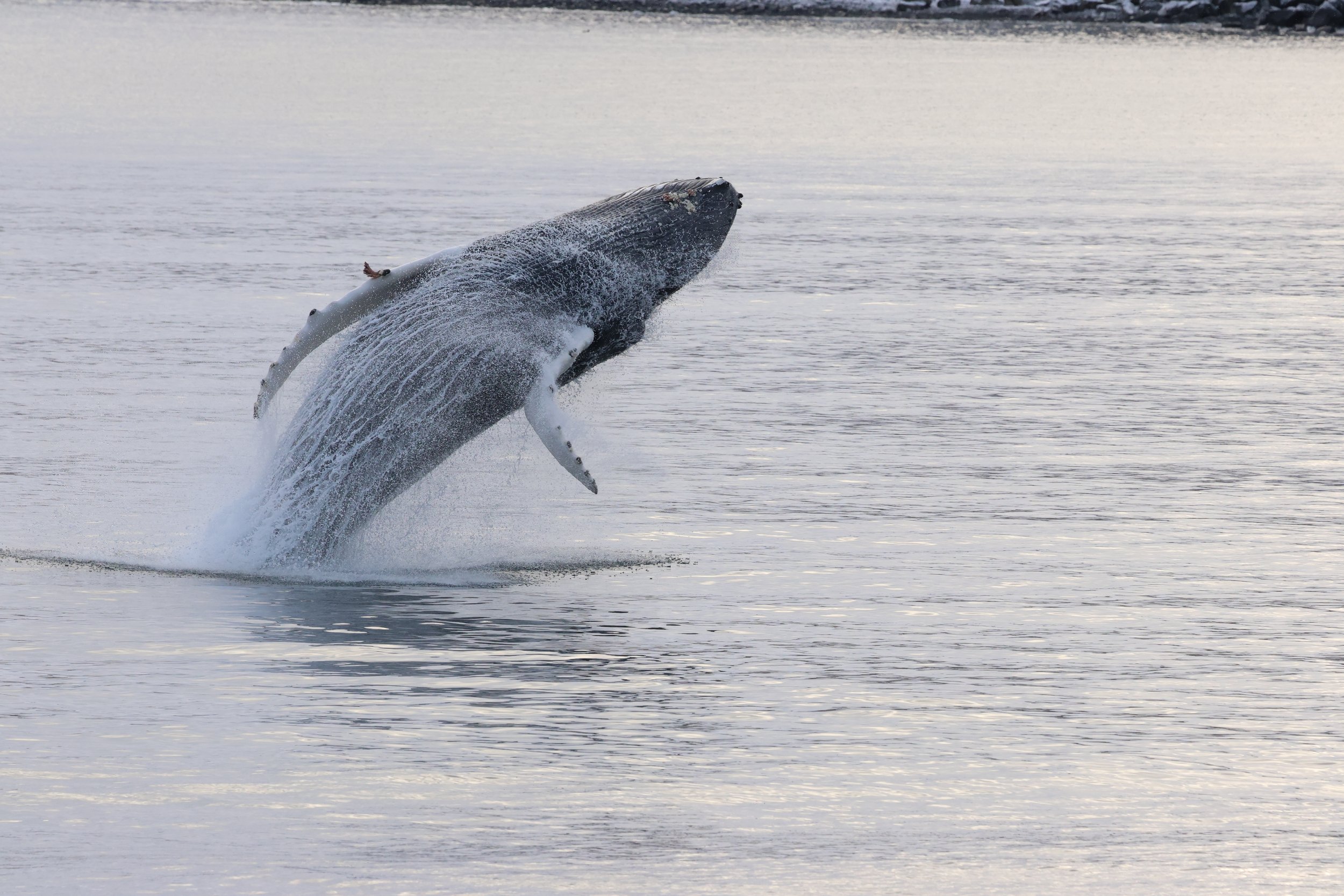 2026_02_11_1300_HOL_GISELA (26).JPG