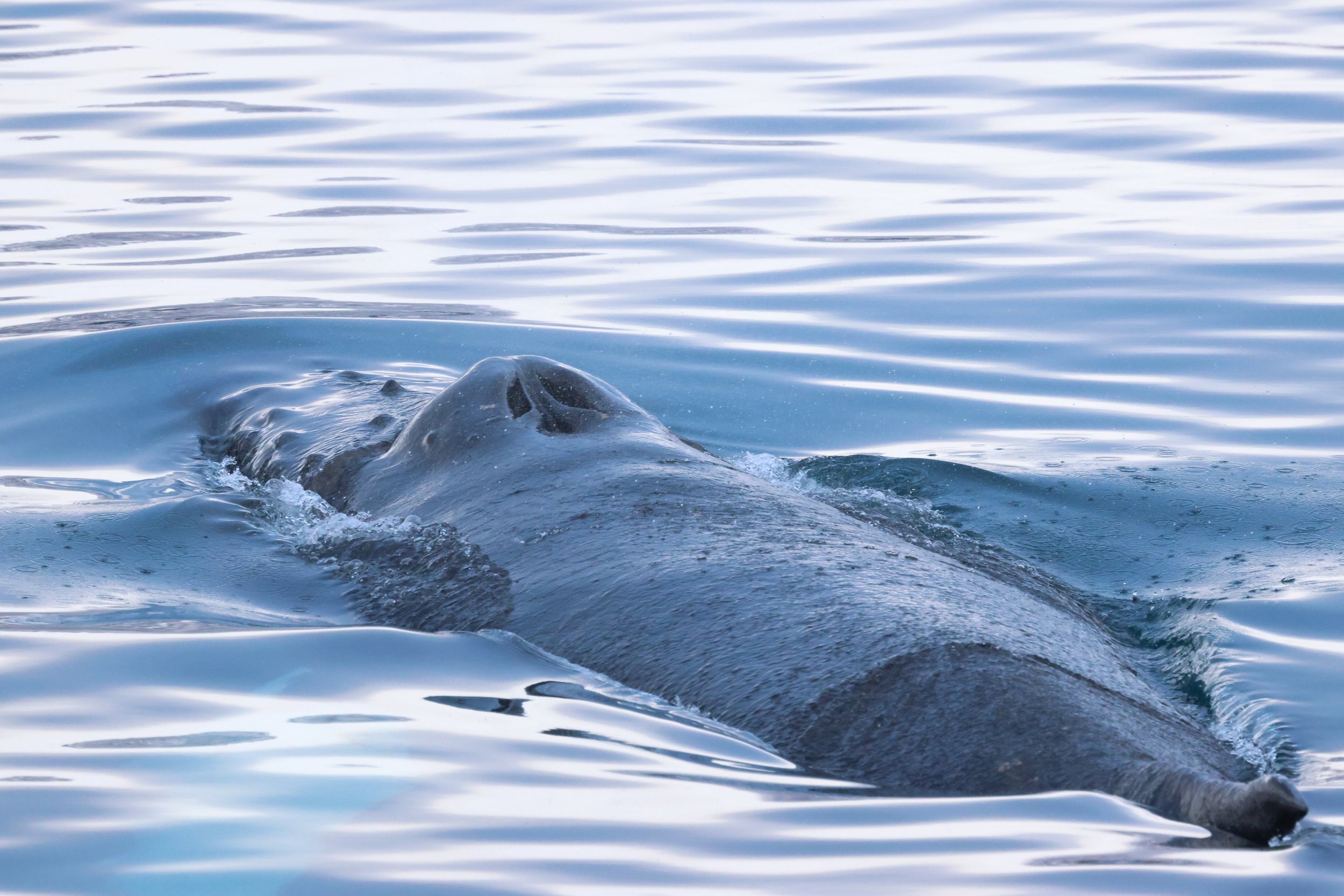 2026_02_12_1300_HOL_GISELA (39).JPG