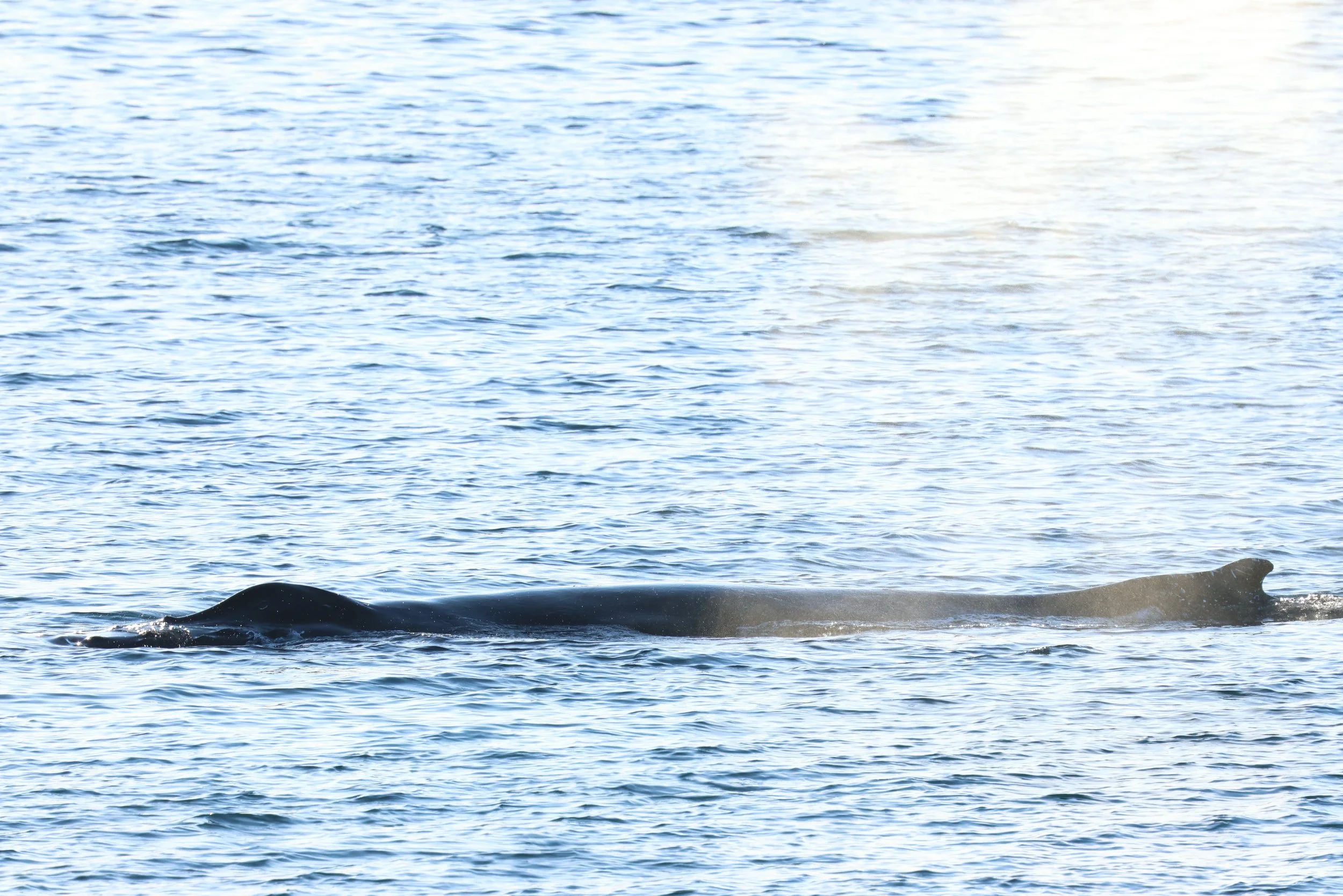 2026_02_13_1300_HOL_GISELA (15).JPG