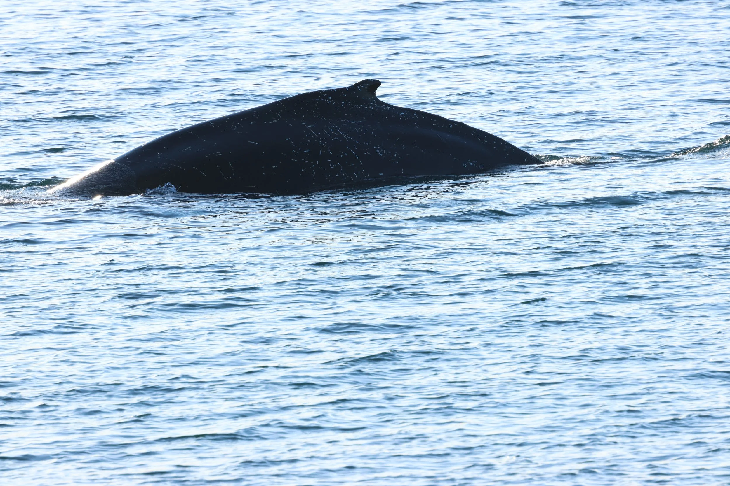 2026_02_13_1300_HOL_GISELA (16).JPG