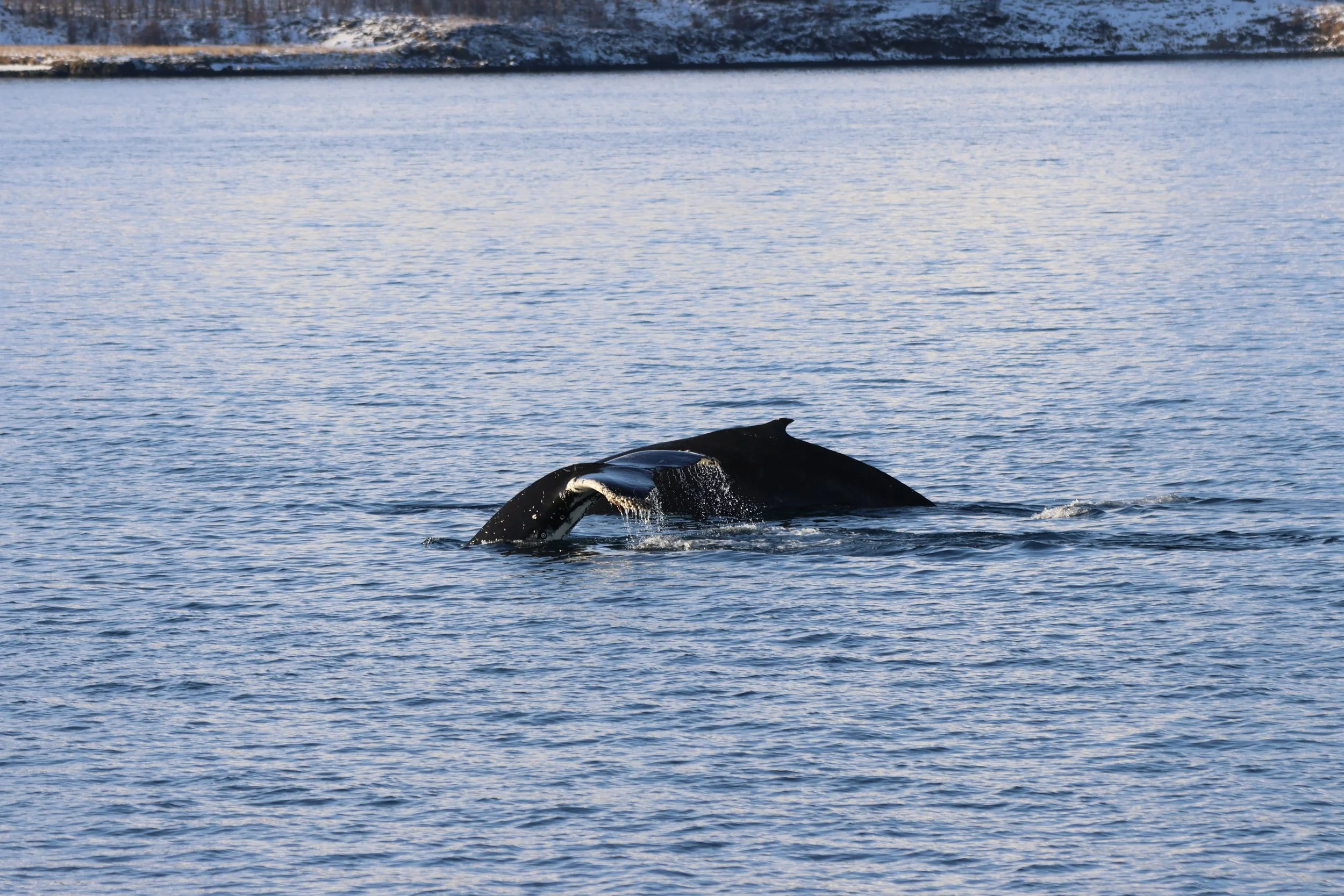 2026_02_14_1300_KON_YOANN (30).JPG