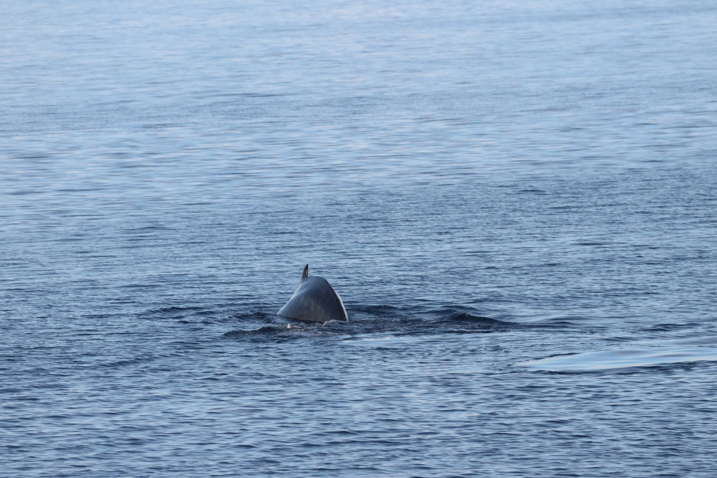 2026_02_14_1300_KON_YOANN (59).JPG