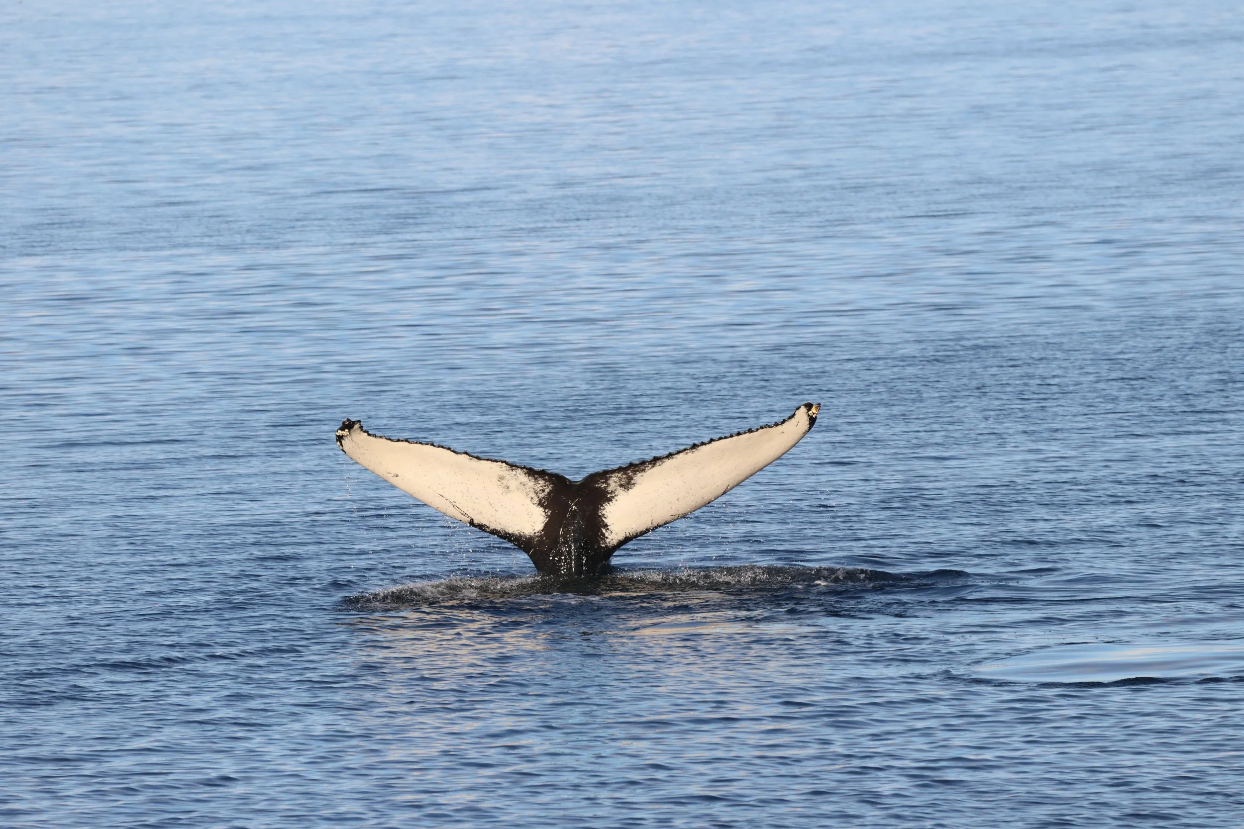 2026_02_14_1300_KON_YOANN (63).JPG