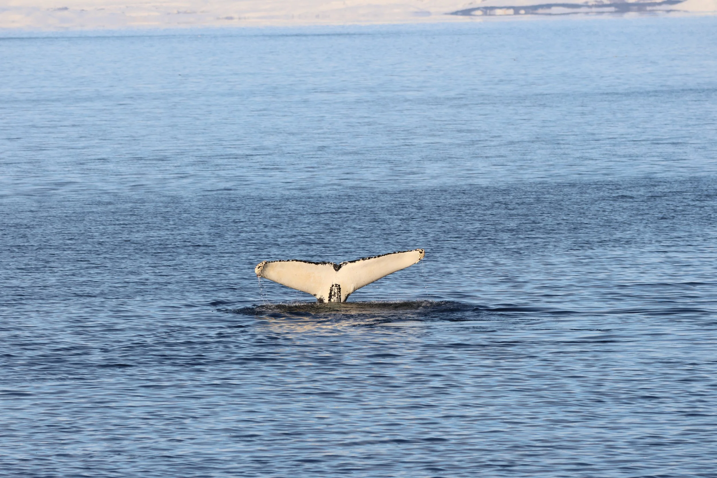 2026_02_14_1300_KON_YOANN (53).JPG