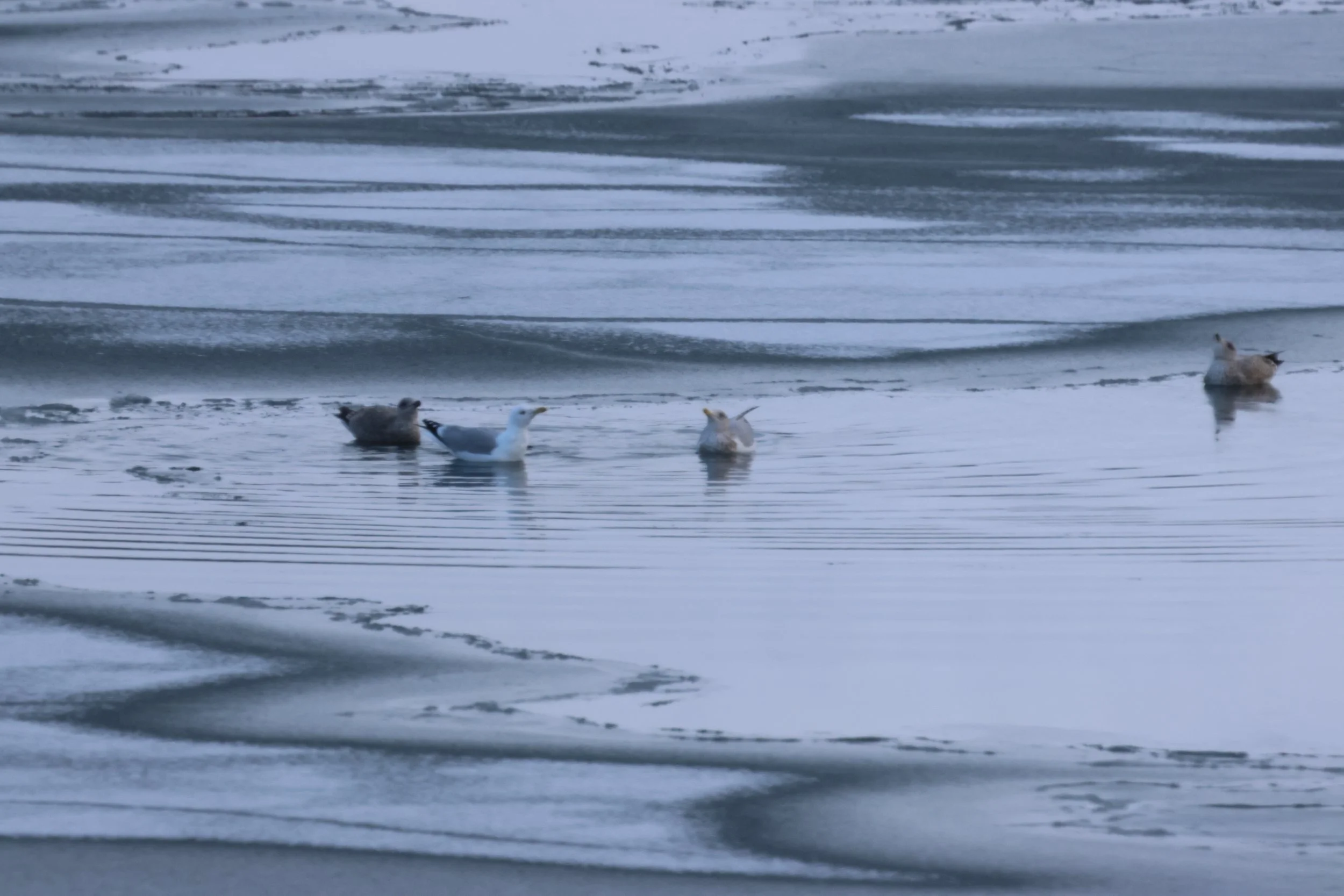 2026_02_15_1300_HOL_GISELA (38).JPG